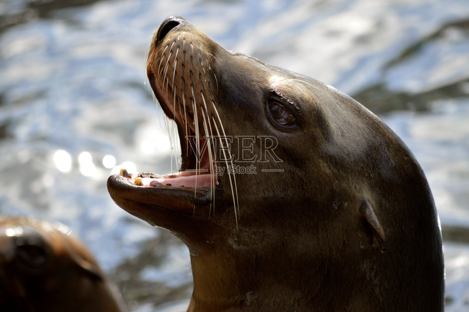 张开嘴的海狮照片摄影图片