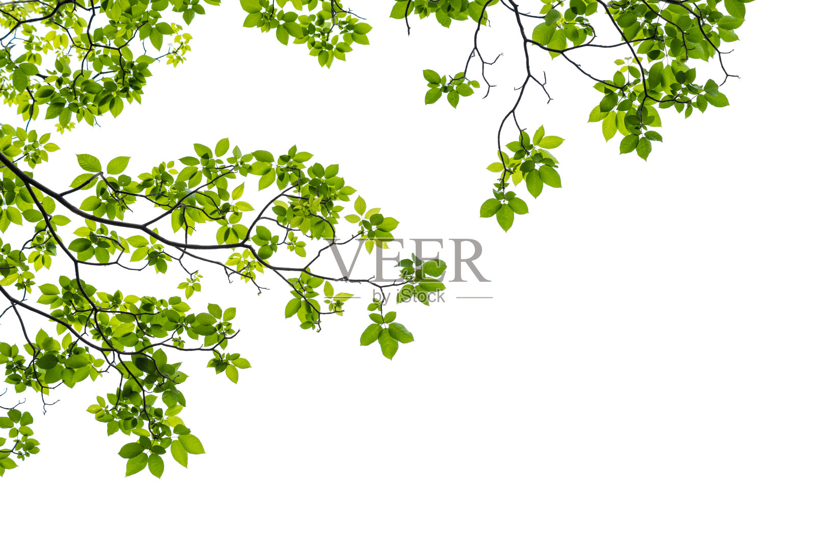 近距离的一个树枝孤立在白色的背景照片摄影图片