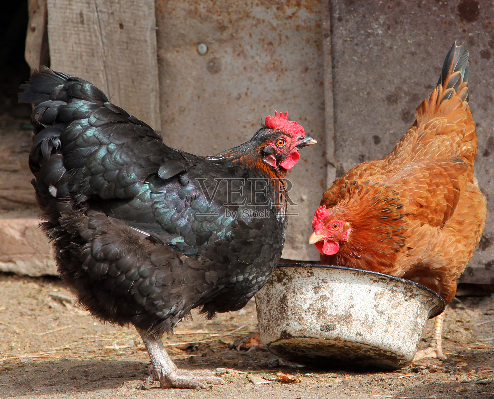 五颜六色的鸡在家禽院里吃照片摄影图片