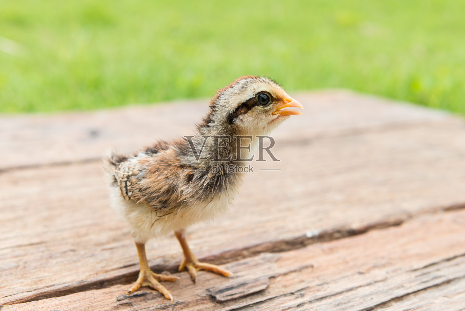 小鸡，小鸡，养小鸡。家禽养殖。农业。照片摄影图片