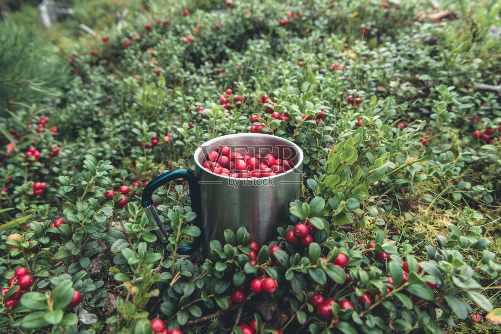森林里的金属杯里的红莓照片摄影图片
