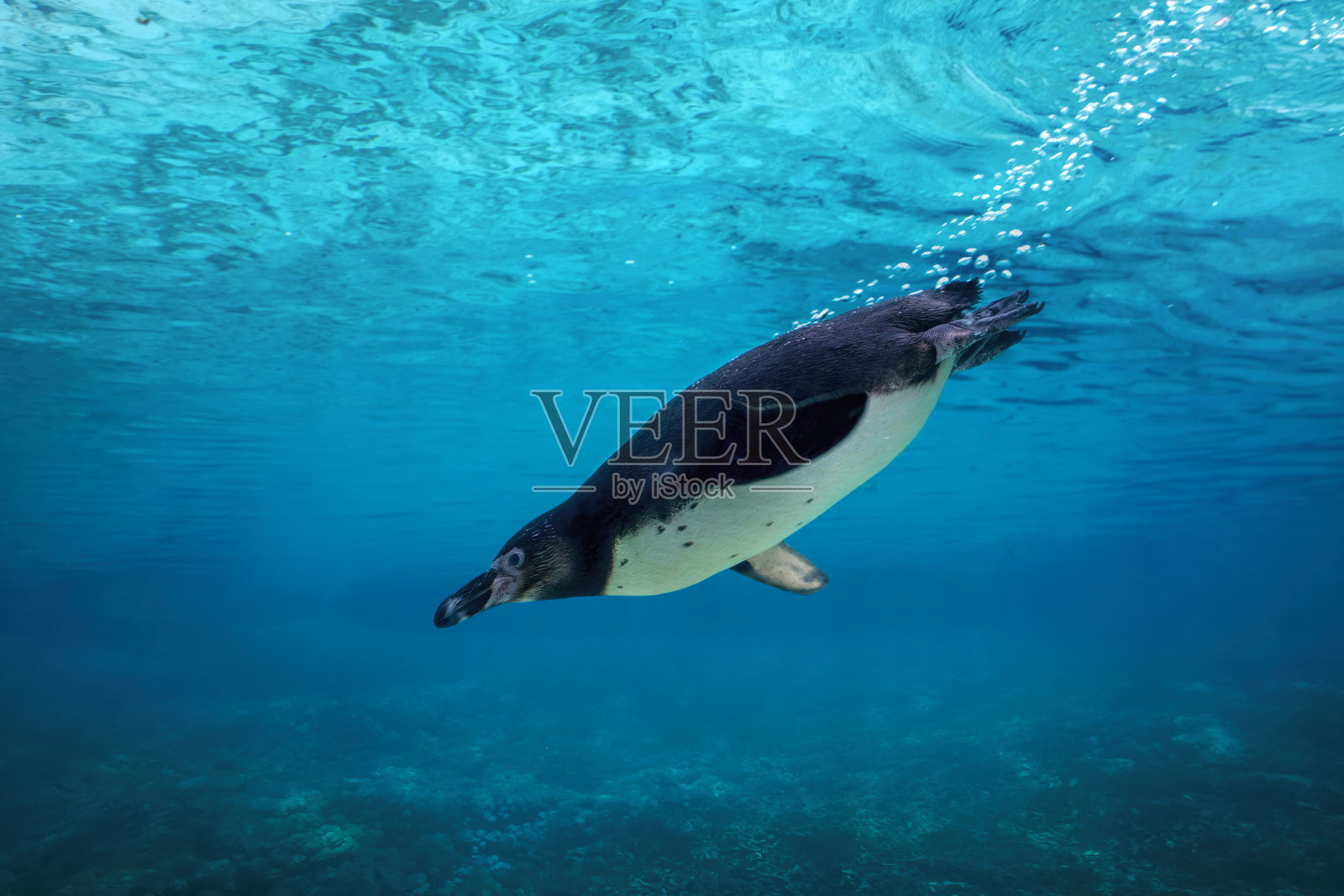 洪堡企鹅潜入水下。照片摄影图片