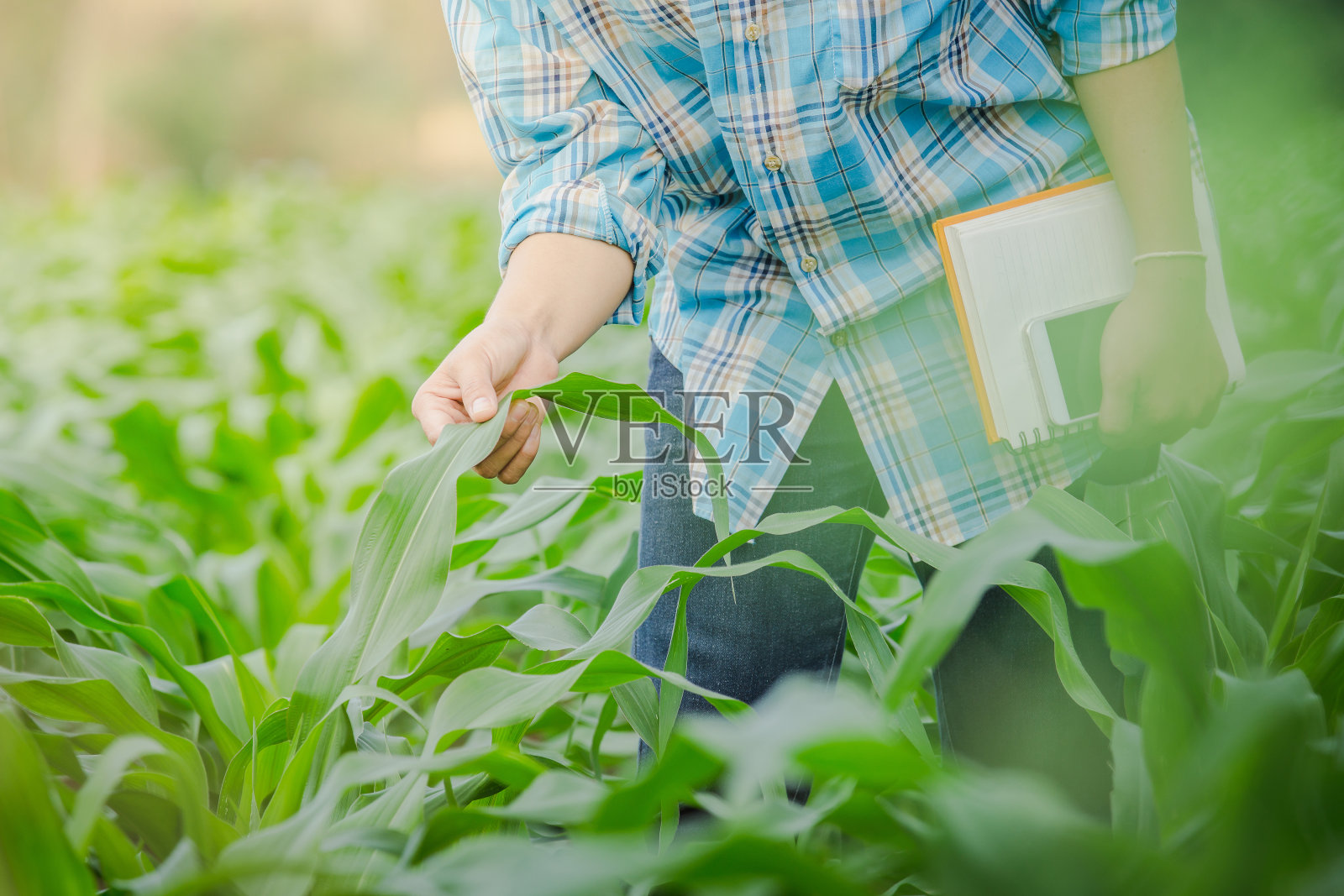 农民在农业园视察玉米。照片摄影图片
