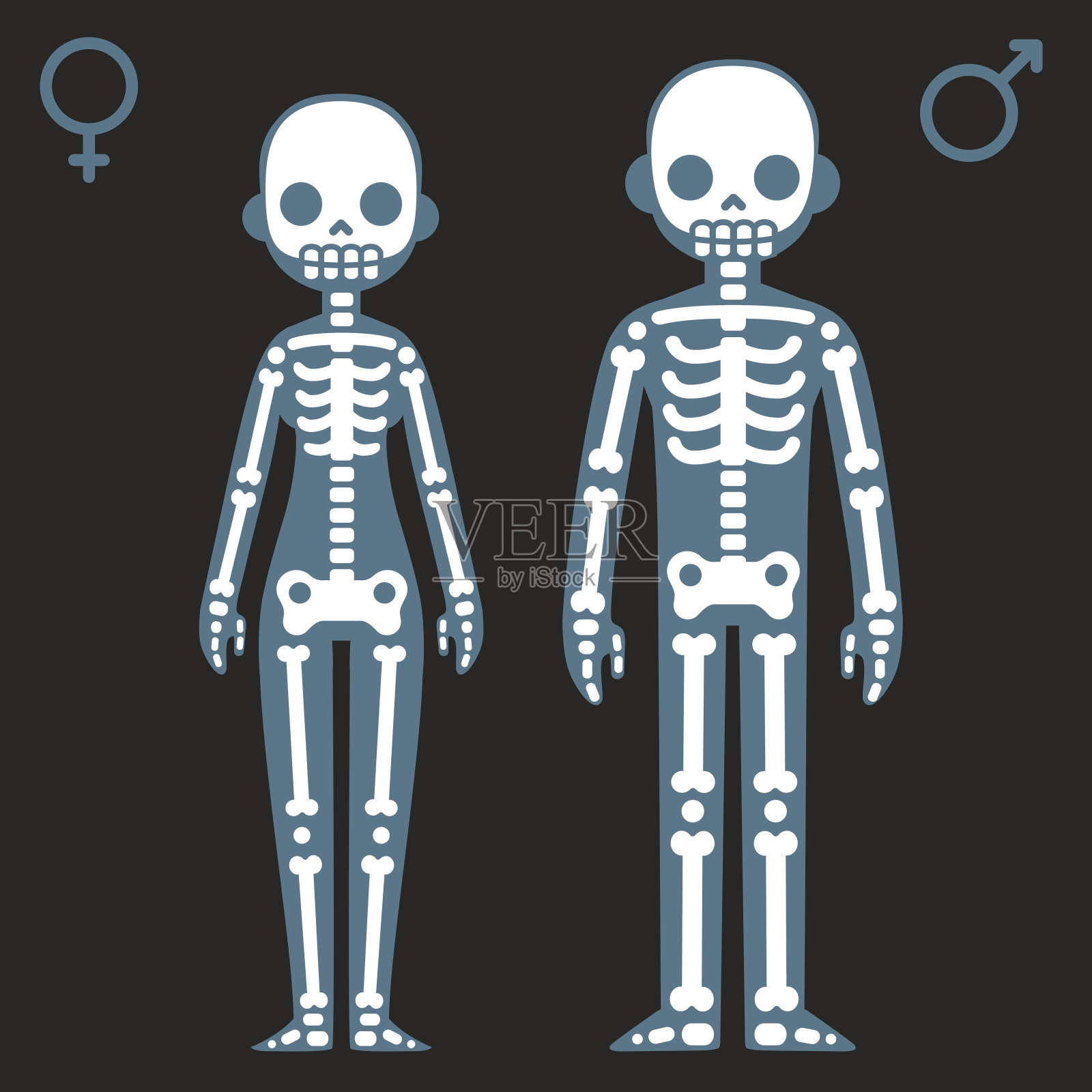 男性和女性的骨骼设计元素图片