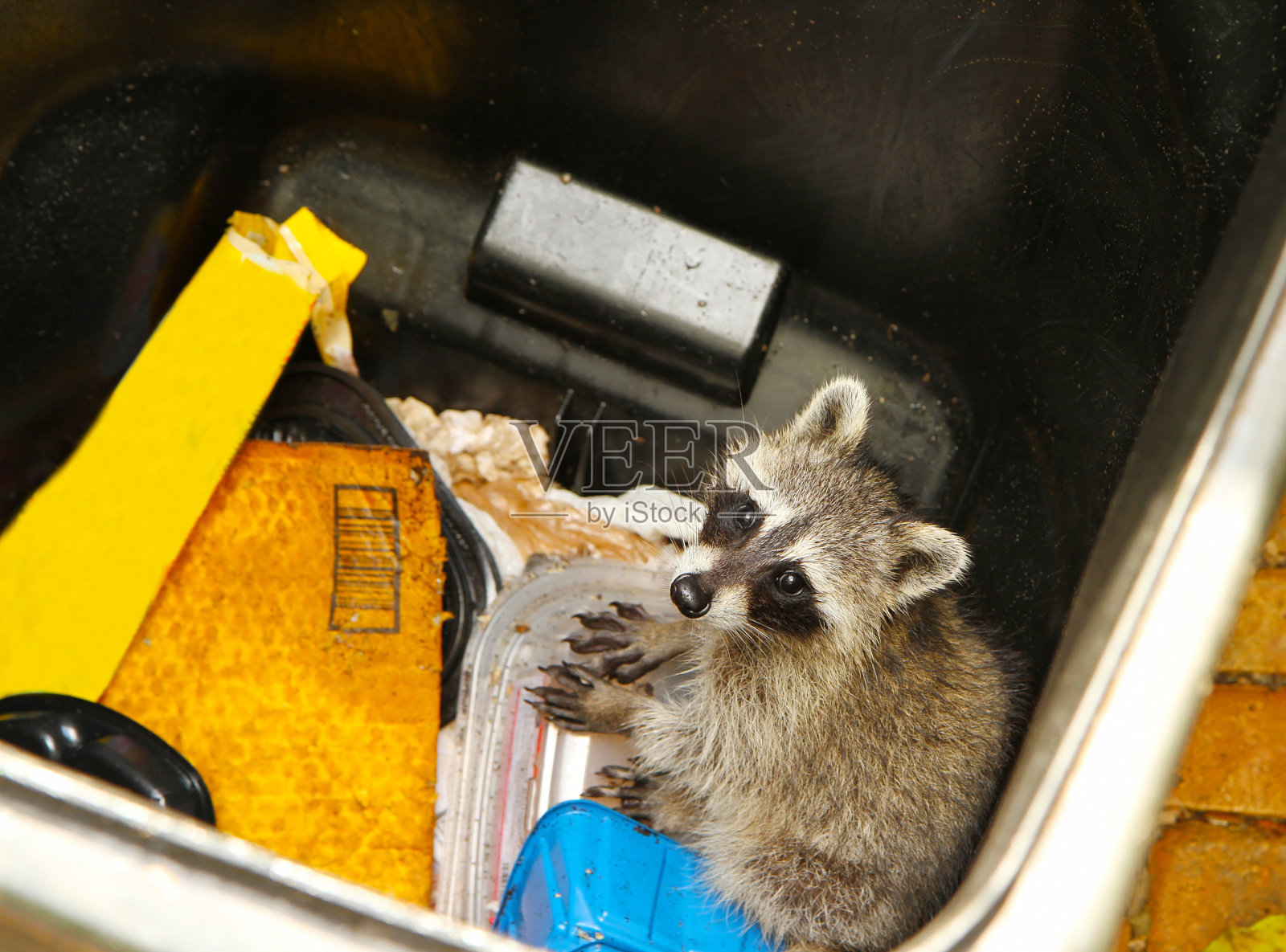 小浣熊被困在垃圾堆里了照片摄影图片