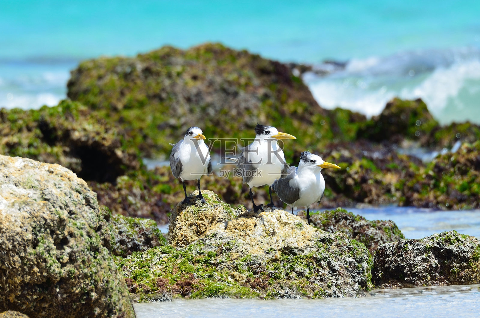 大凤头燕鸥坐在阿拉伯海的岩石上照片摄影图片