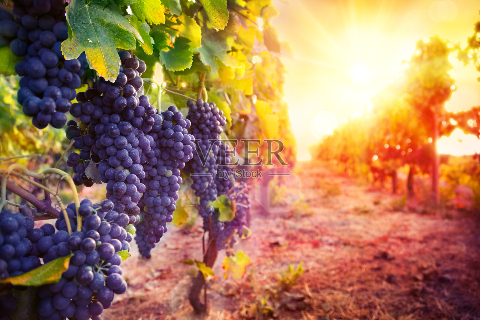 日落时分，葡萄园里满是成熟的葡萄照片摄影图片