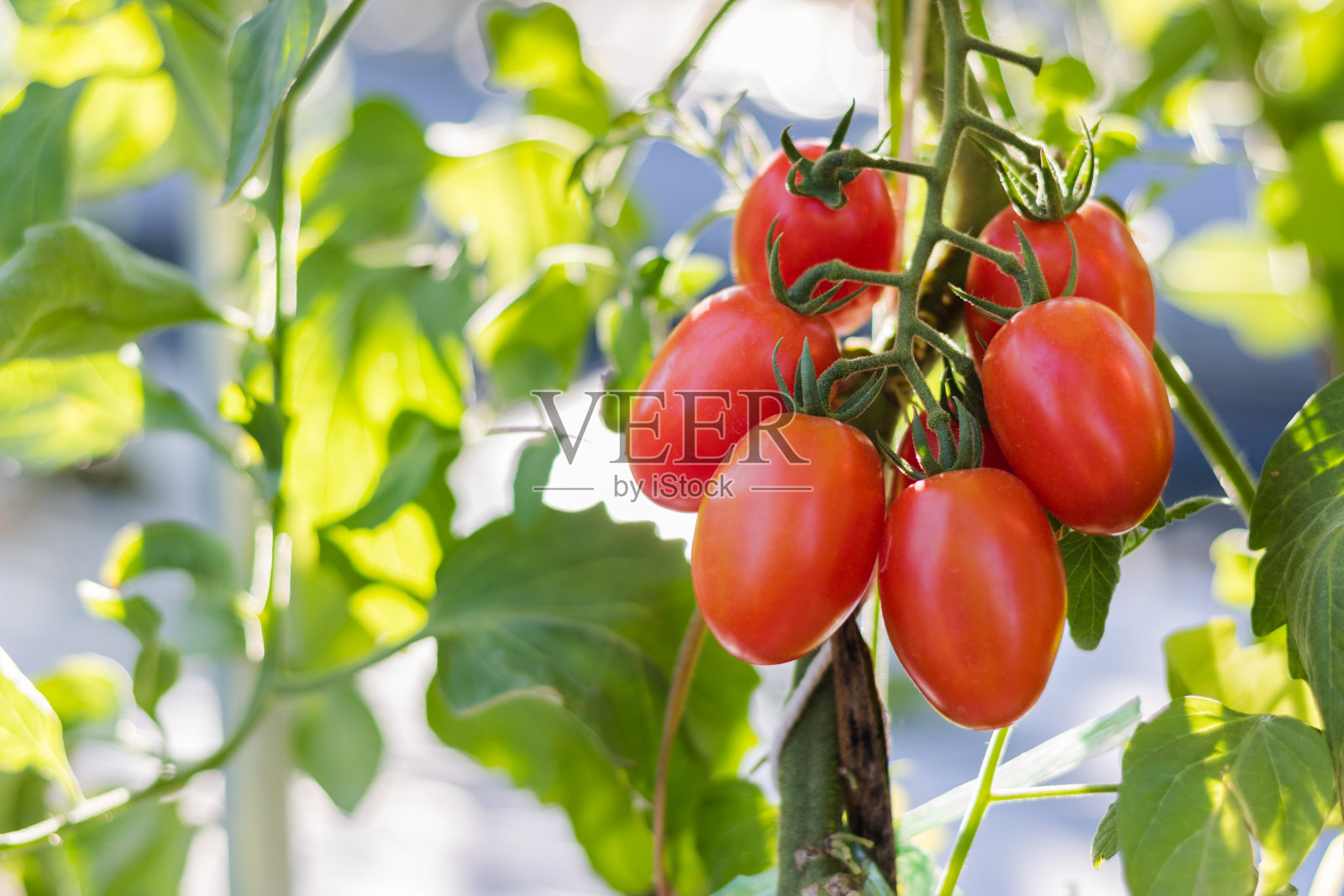 近距离观察红樱桃番茄在田间的生长情况。照片摄影图片