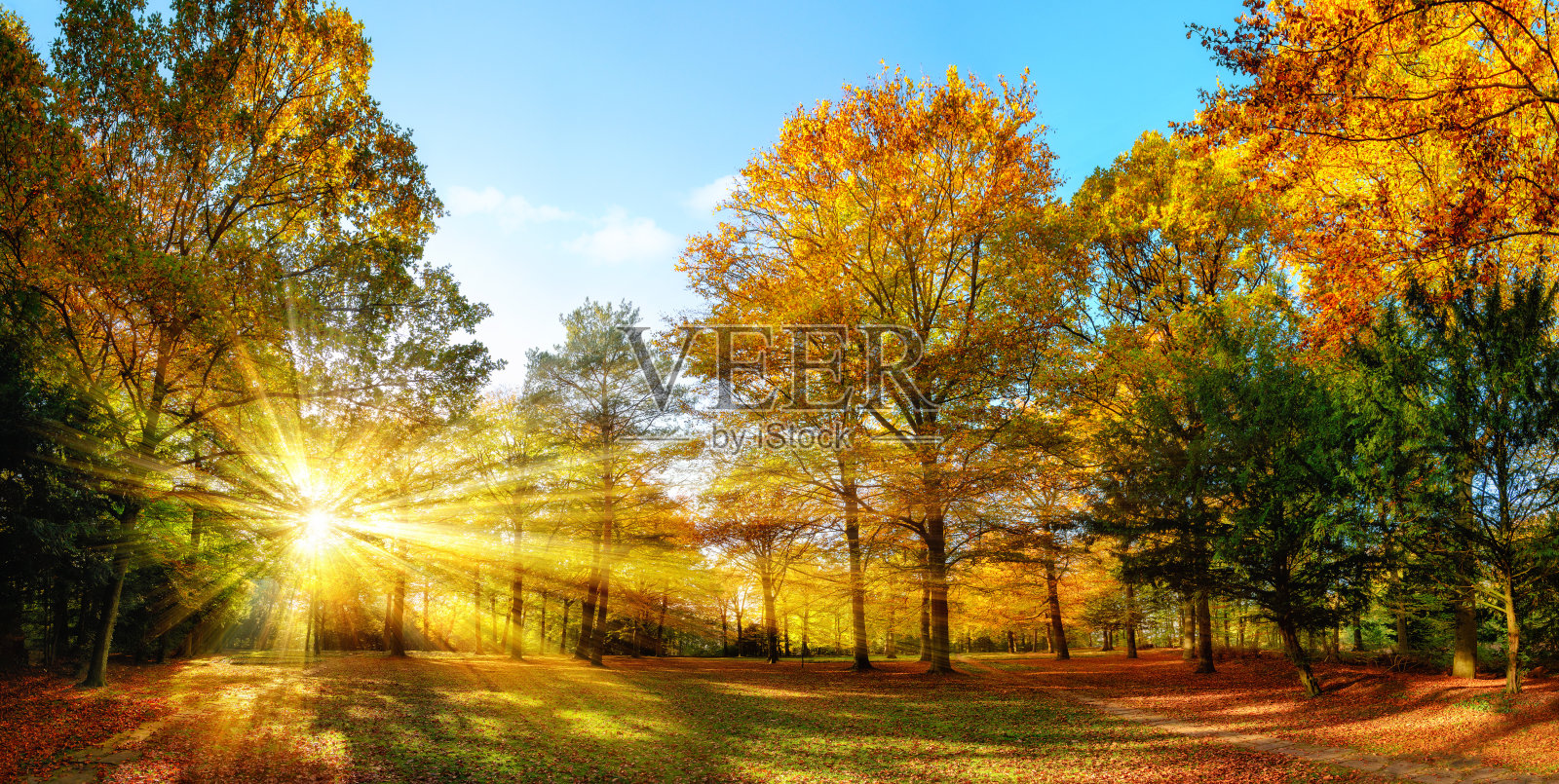阳光明媚的秋天景色在一个田园诗般的公园照片摄影图片