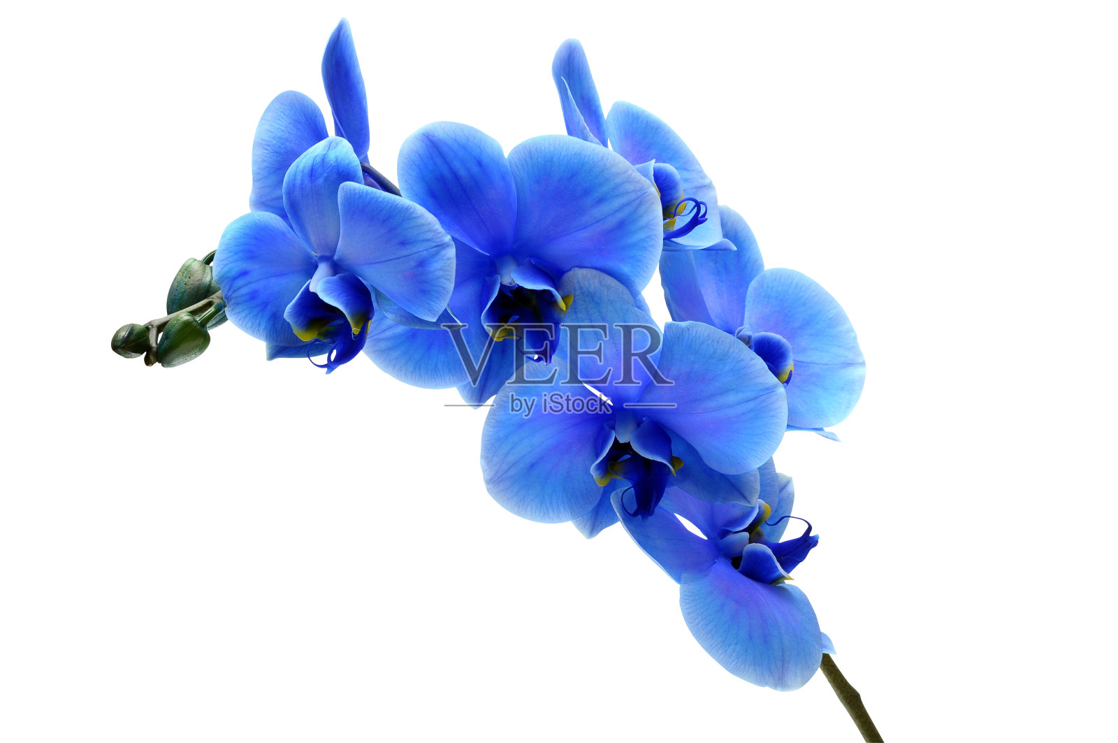 蓝色花兰花孤立在白色背景上照片摄影图片