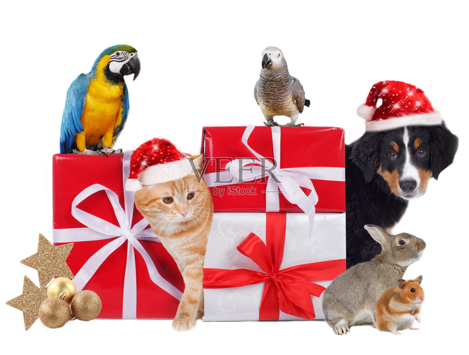 不同的宠物和圣诞包裹照片摄影图片