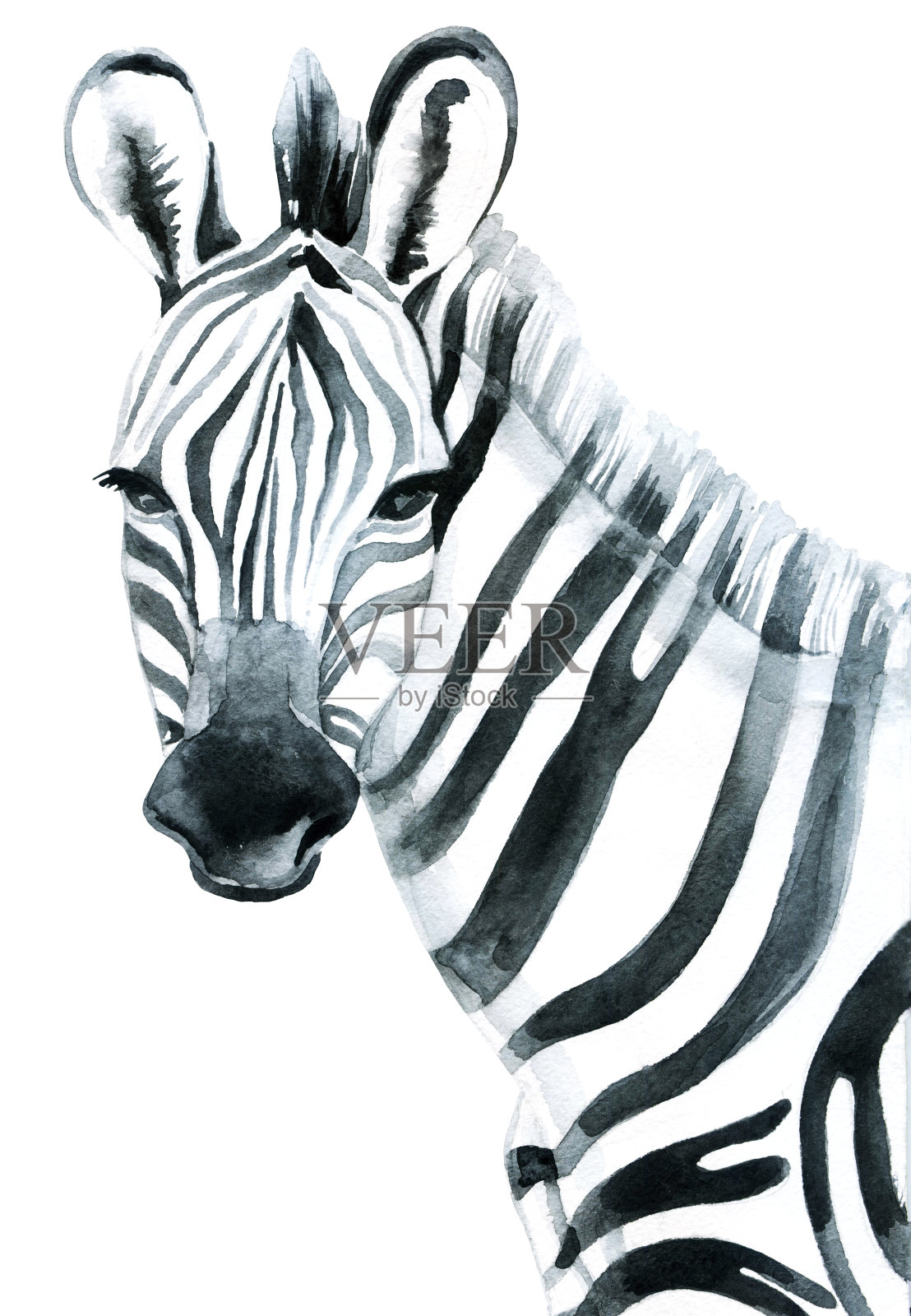 水彩斑马孤立在白色背景栅格插图插画图片素材