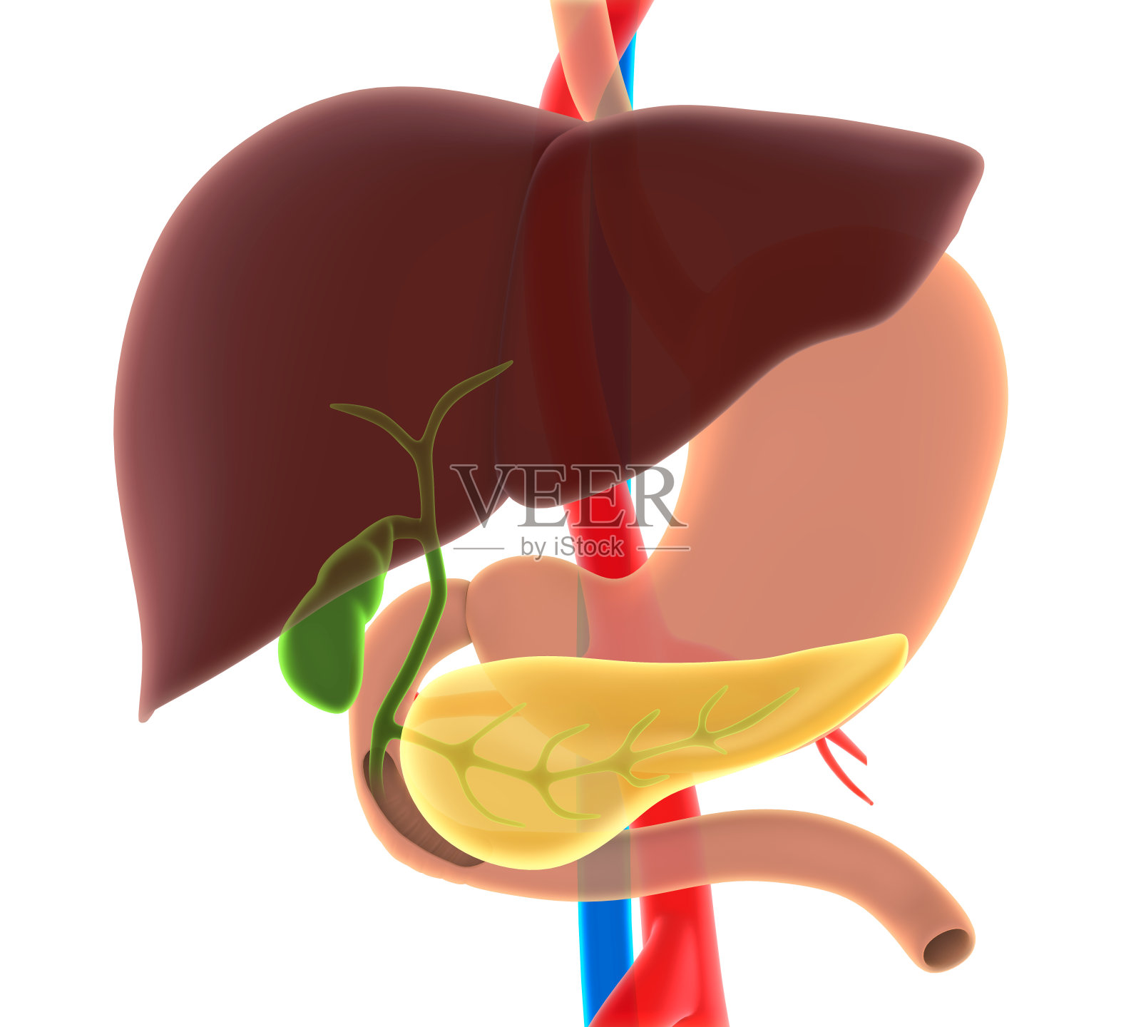肝脏，胆囊和胰腺解剖照片摄影图片