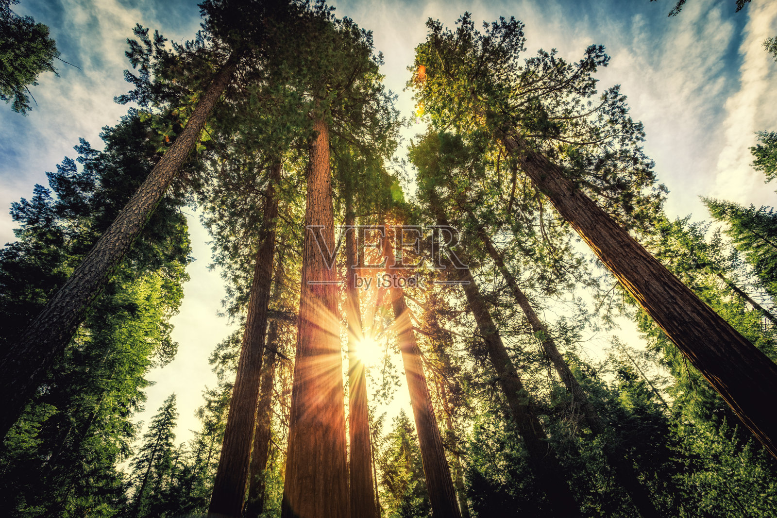 高大的红杉森林照片摄影图片