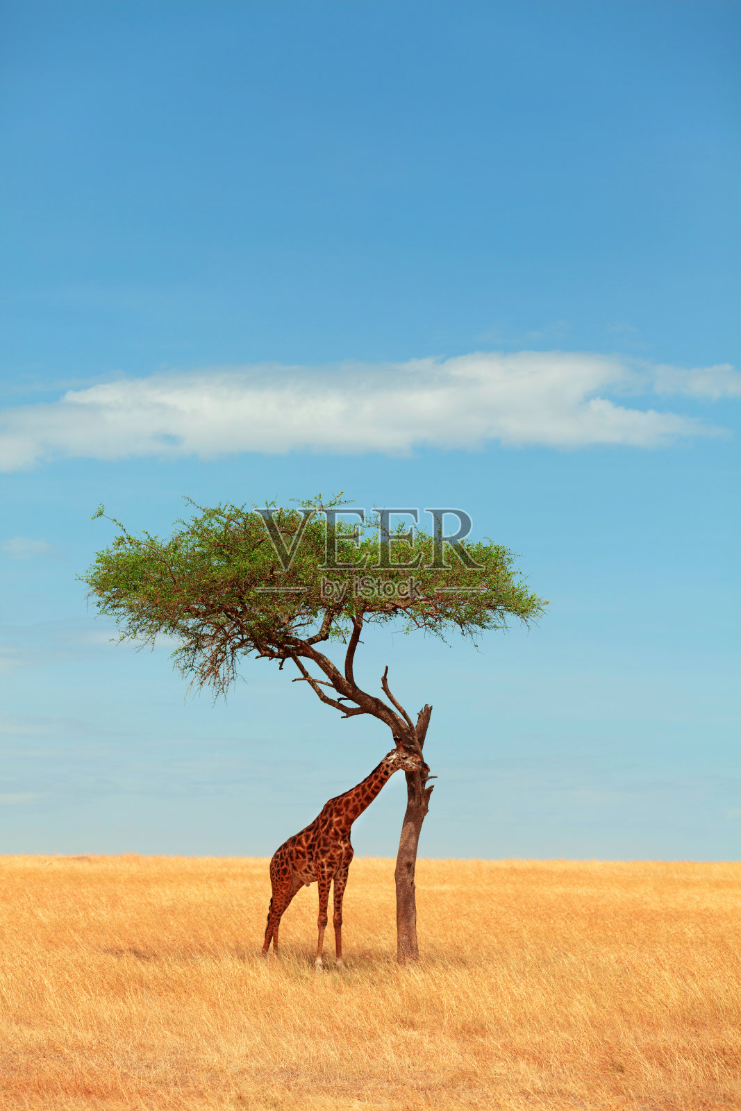 长颈鹿正在吃金合欢树照片摄影图片