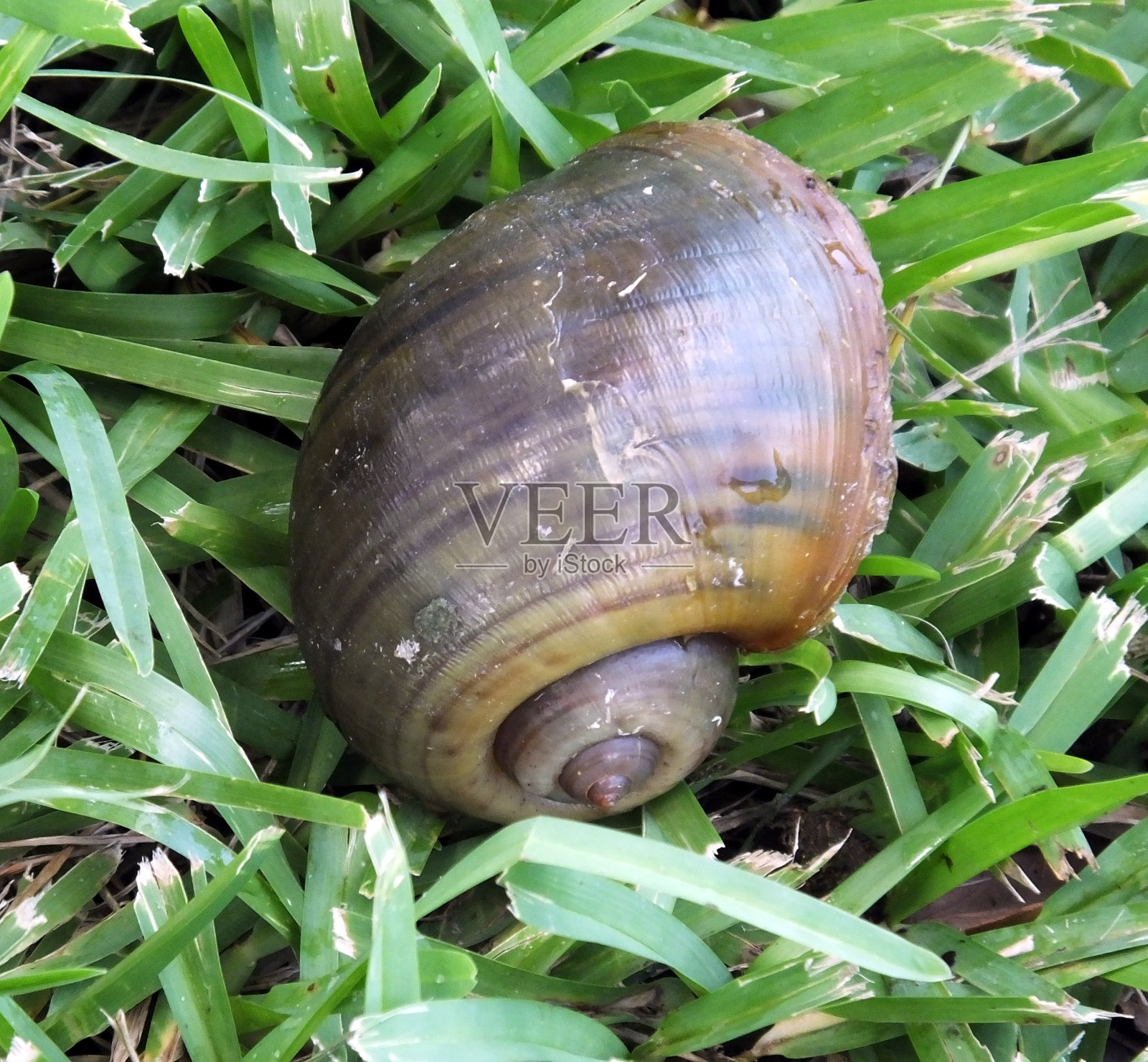淡水蜗牛壳照片摄影图片