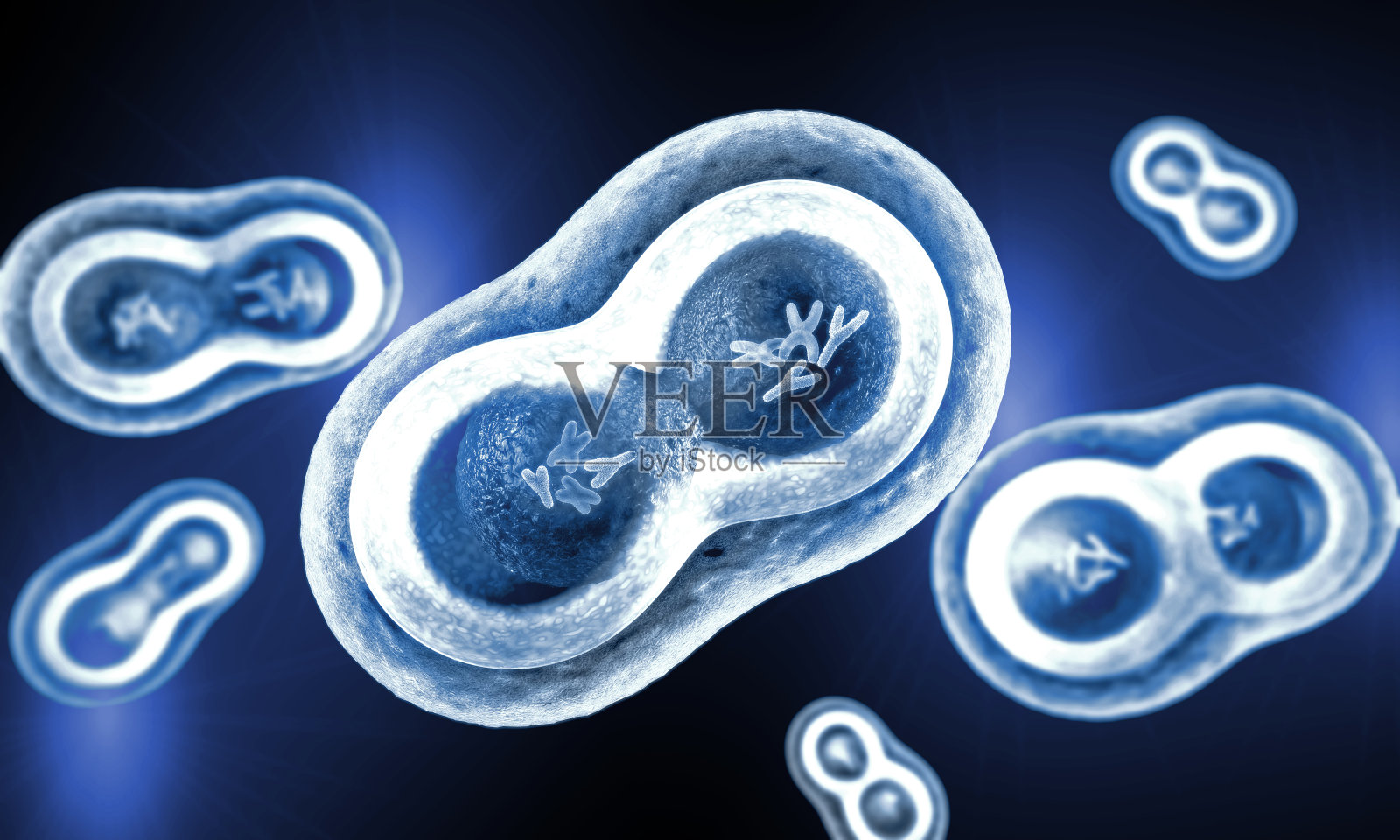 具有细胞核、细胞膜和可见染色体的透明细胞照片摄影图片
