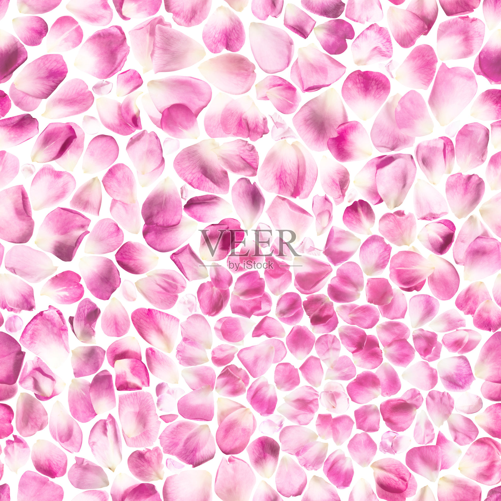 无缝粉色玫瑰花瓣在背光照片摄影图片