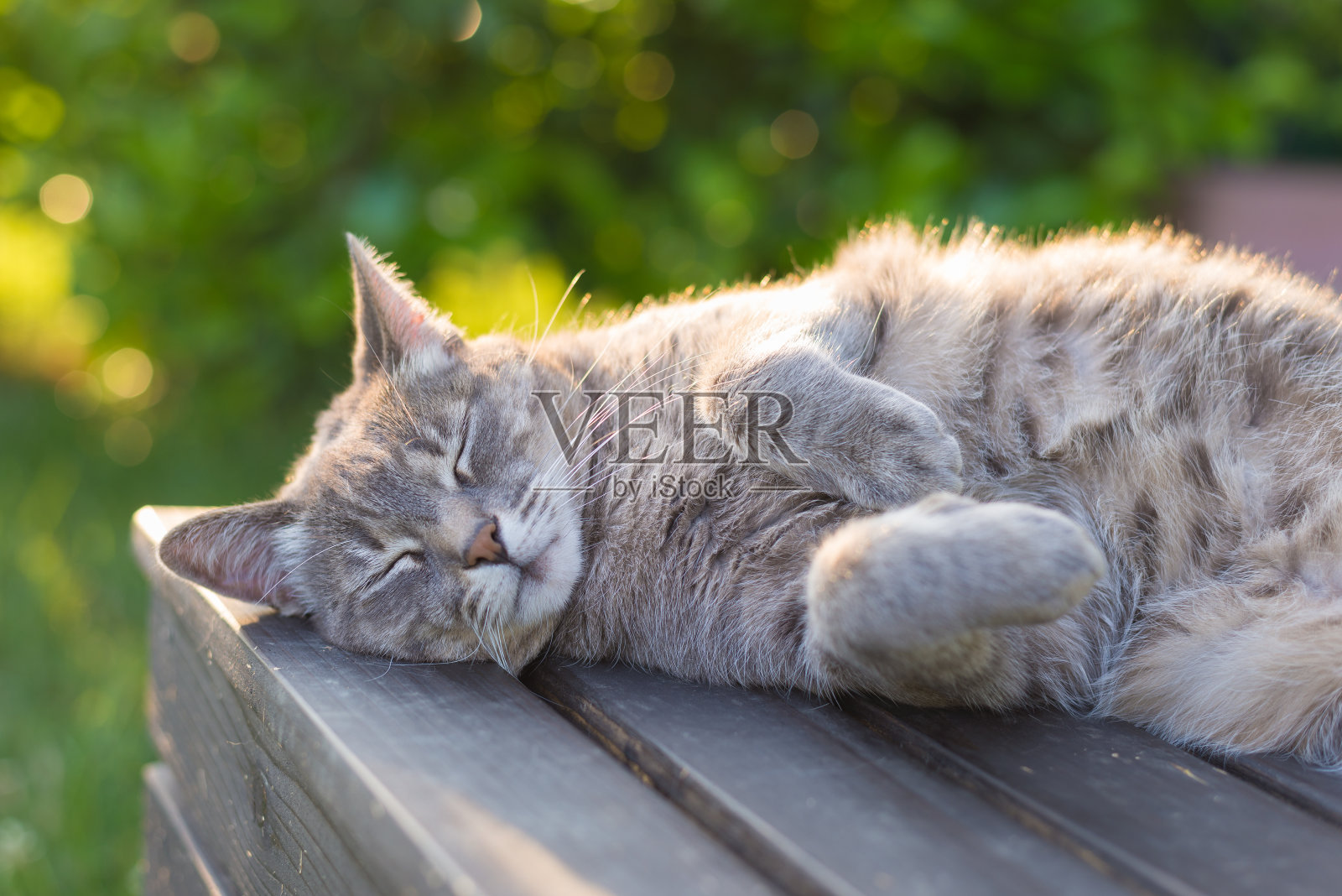 日落时分，猫在背光下躺在长凳上照片摄影图片