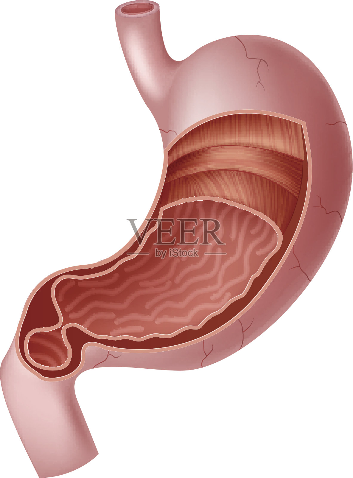 人体内部胃解剖的卡通插图设计元素图片