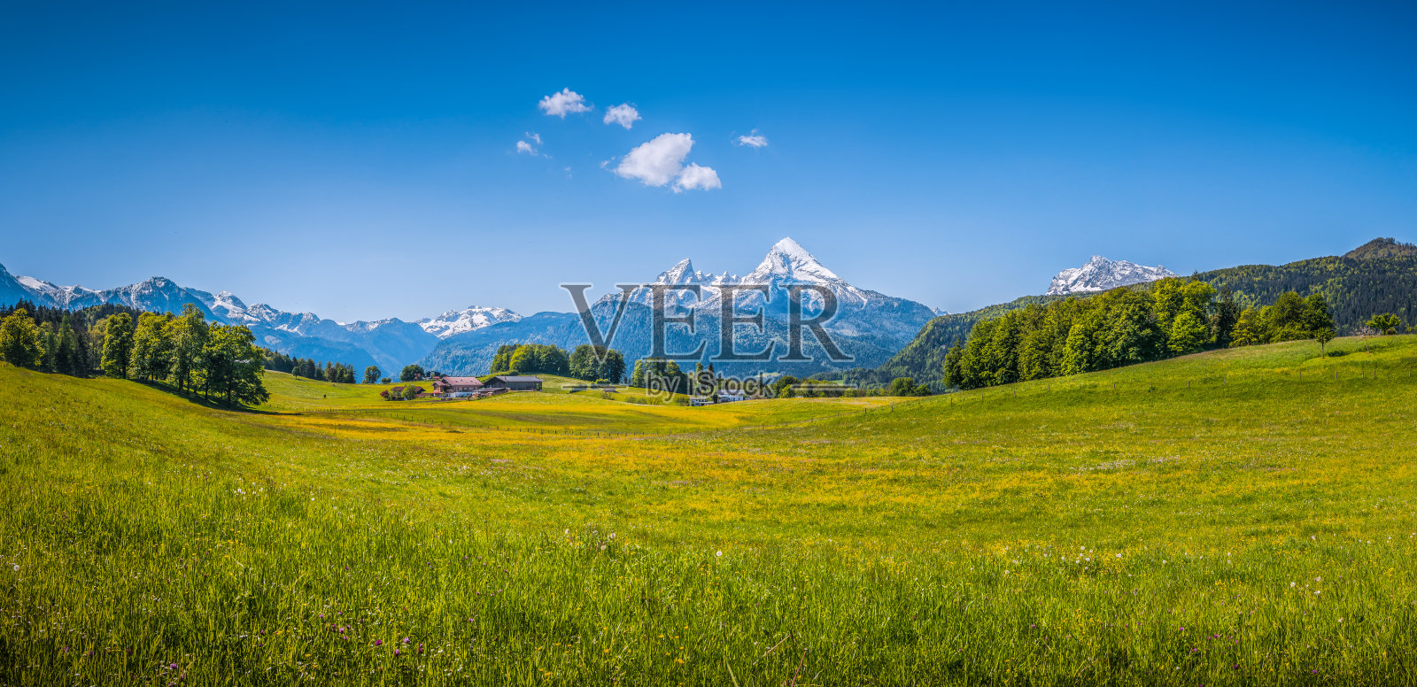 阿尔卑斯山的田园风光，绿草如茵，鲜花盛开照片摄影图片