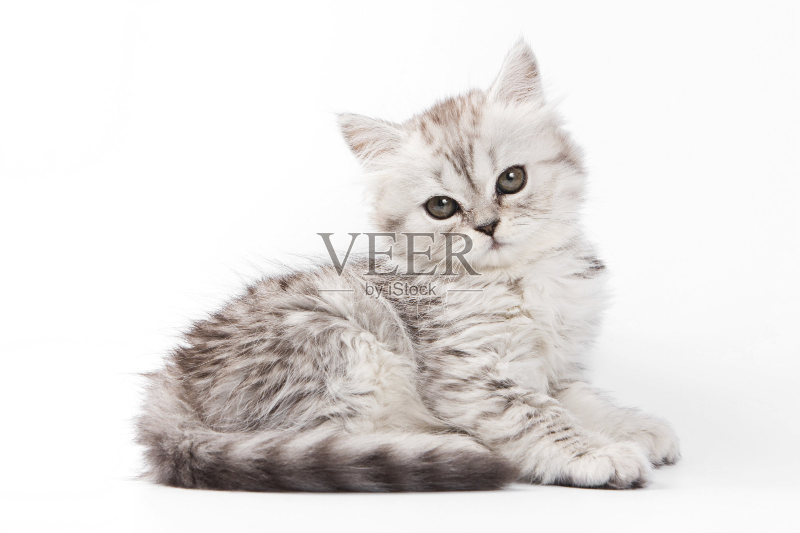 毛茸茸的灰色小猫英国猫(孤立的白色)照片摄影图片