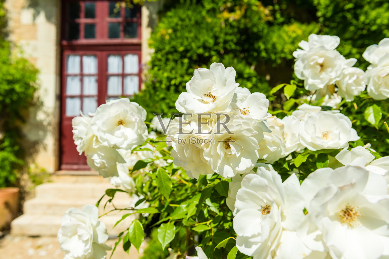 花园里一丛美丽的玫瑰照片摄影图片
