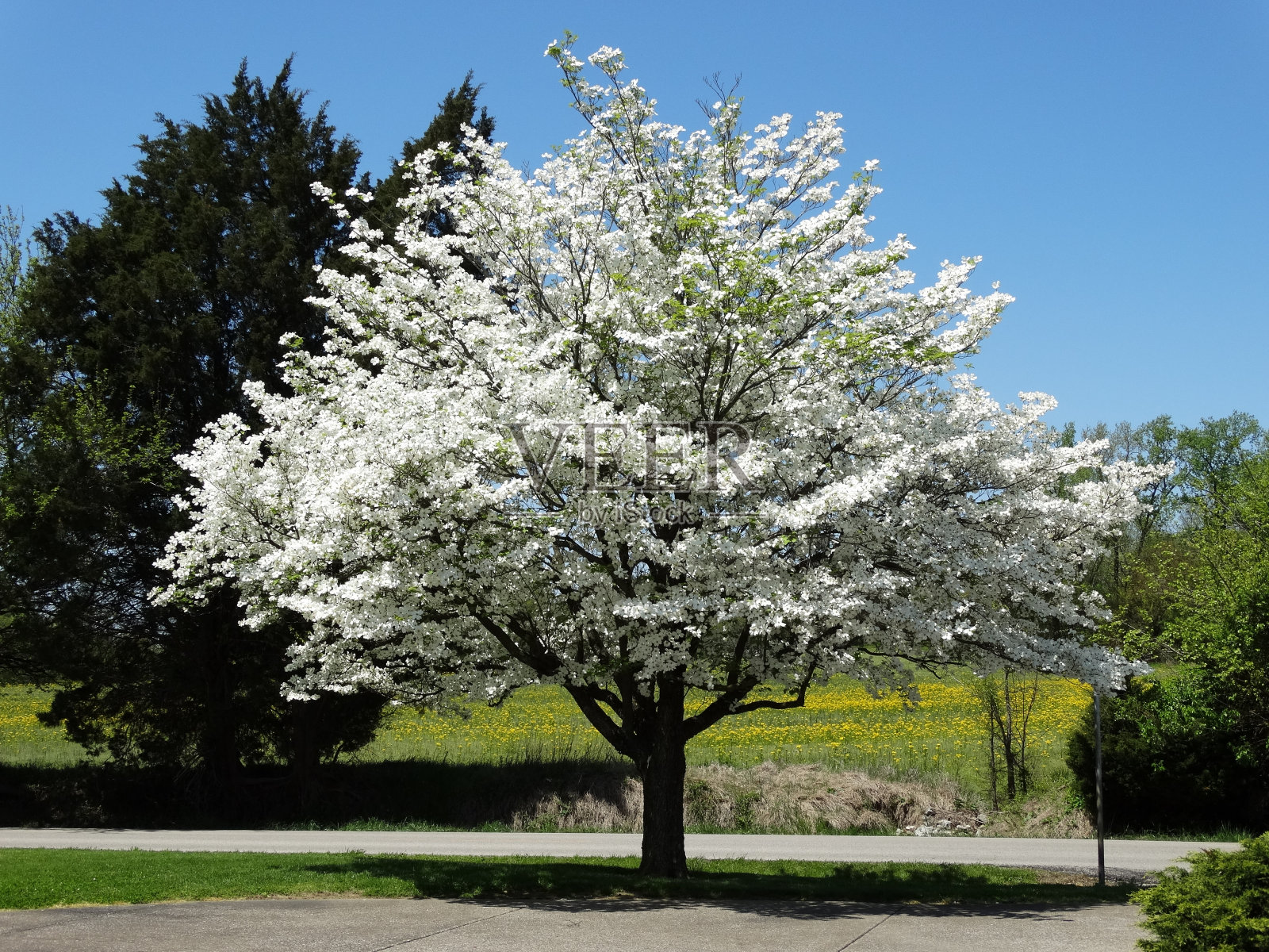 美丽的山茱萸树与田野在背景4-23-15照片摄影图片
