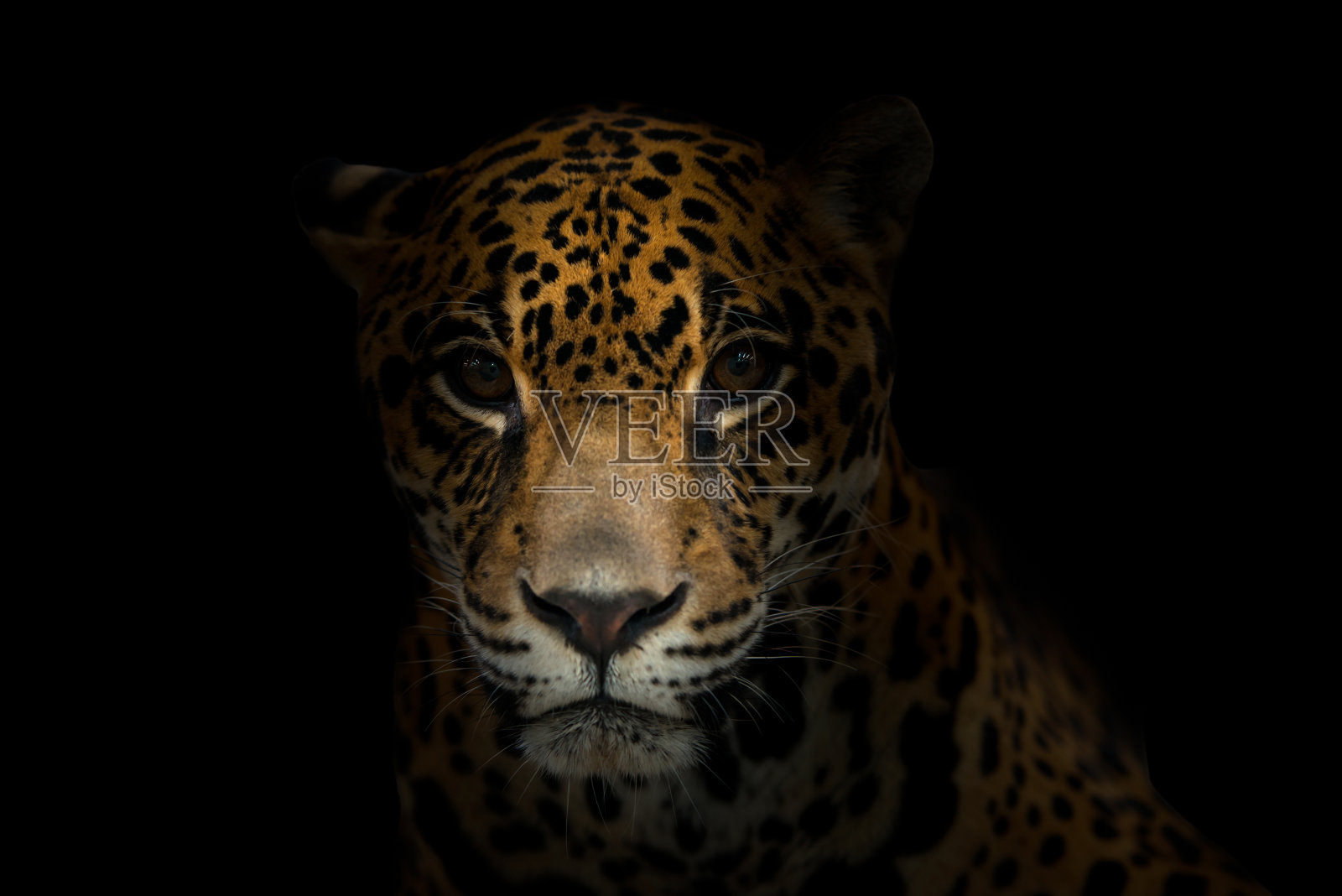 美洲豹(Panthera onca)照片摄影图片