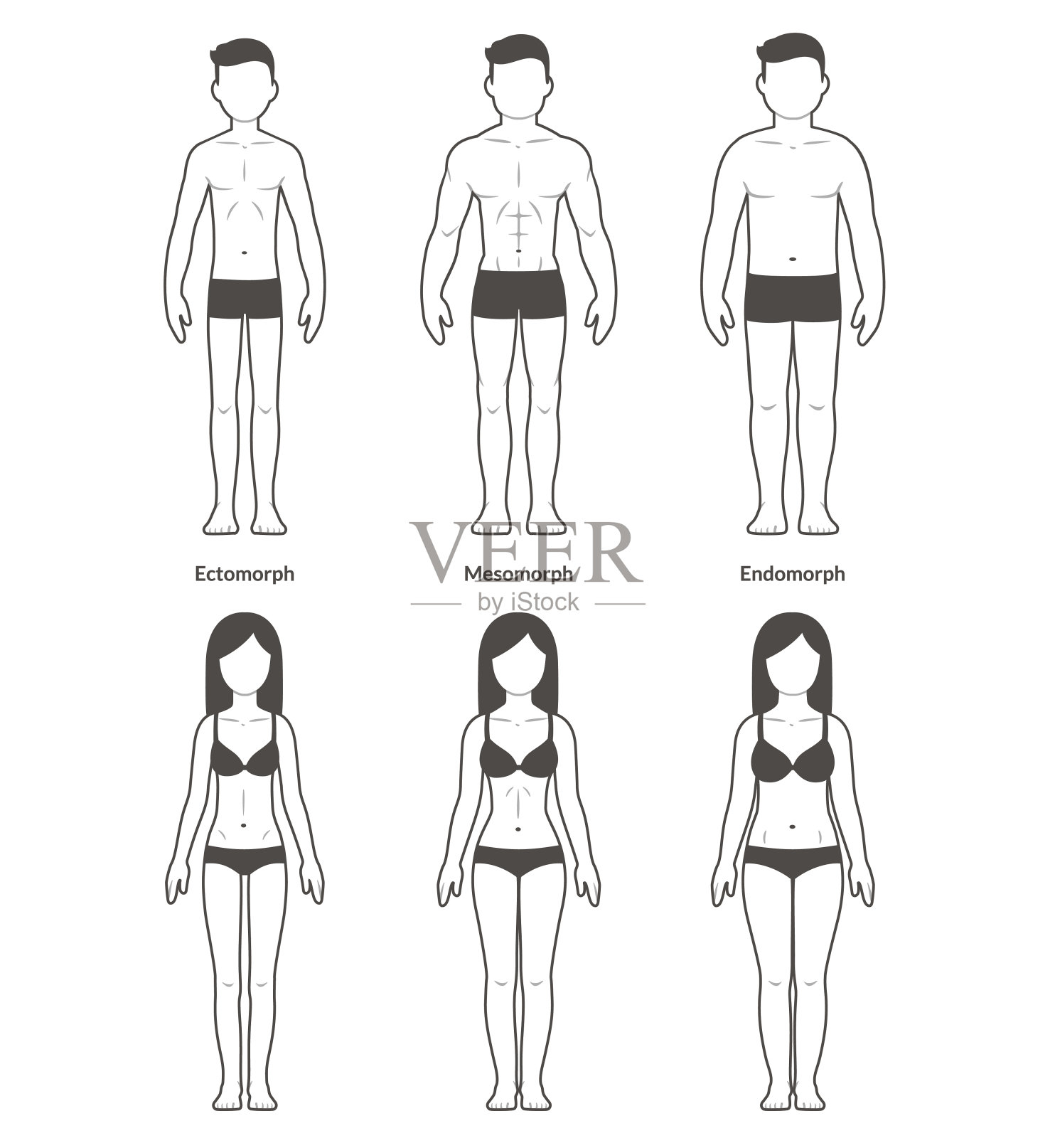 男性和女性的体型插画图片素材