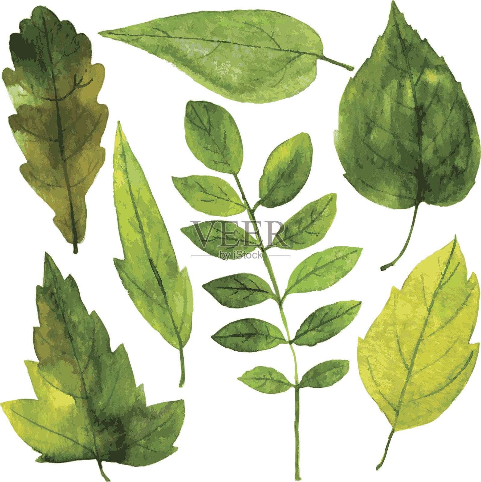 一组绿色的叶子在水彩设计元素图片