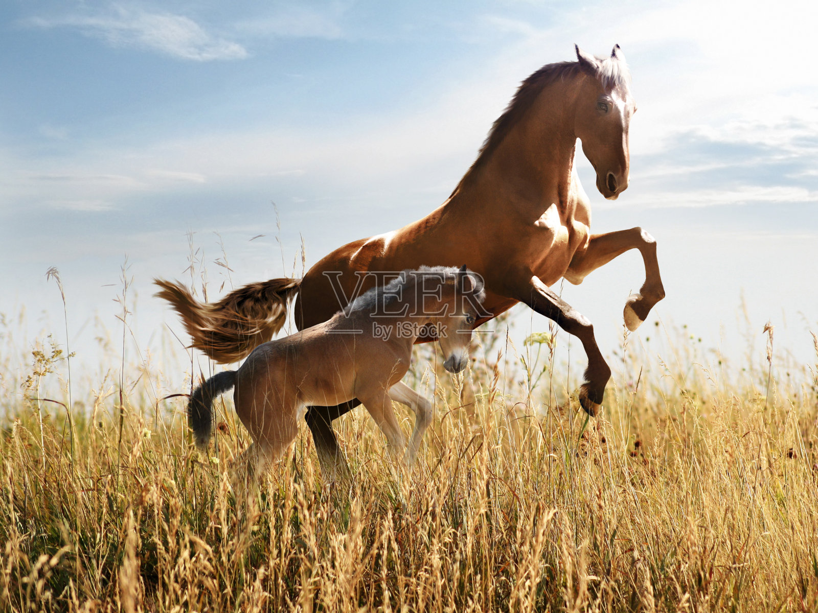 带着小马驹的马在高高的草丛中跳跃照片摄影图片
