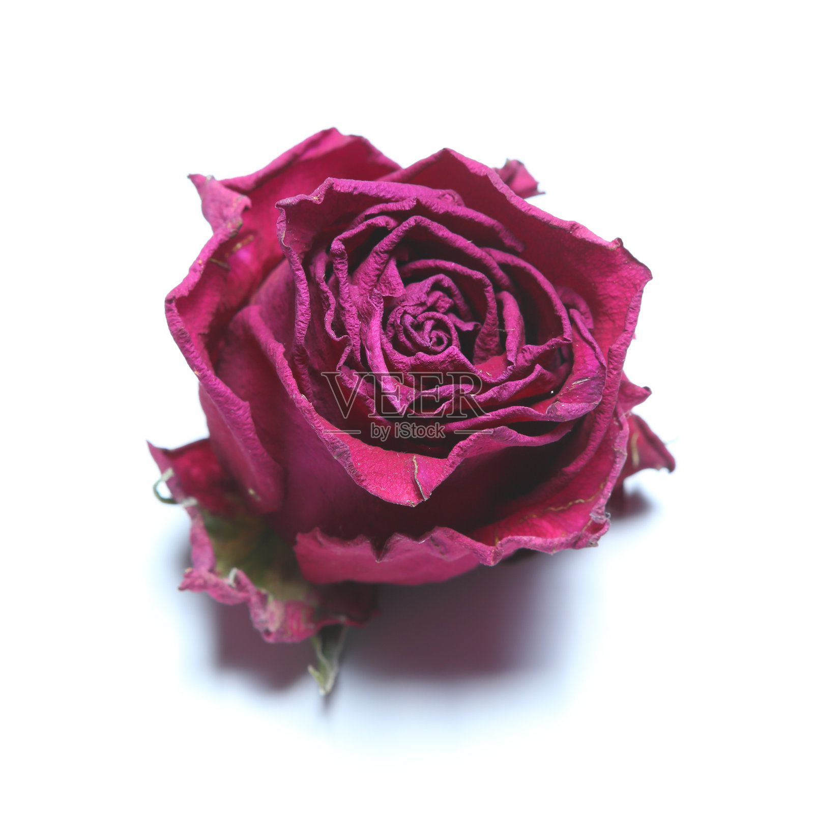 孤立的红玫瑰开花照片摄影图片