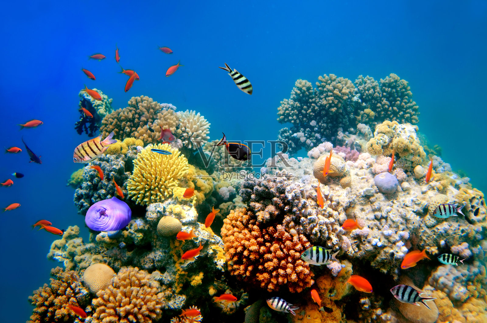 珊瑚礁上的热带鱼照片摄影图片