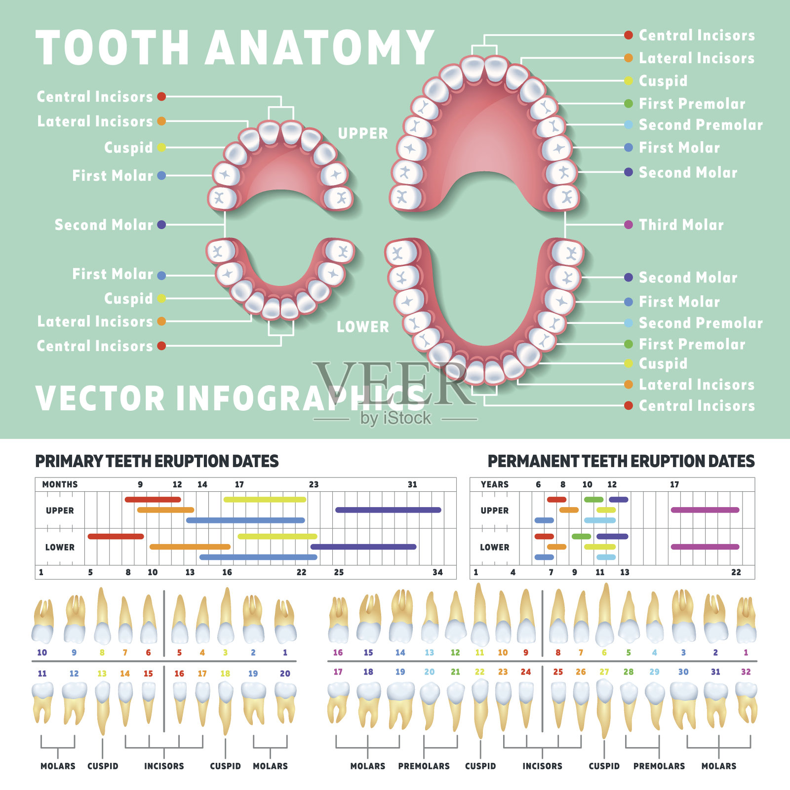 正畸医生人类牙齿解剖矢量信息图与牙齿图表插画图片素材