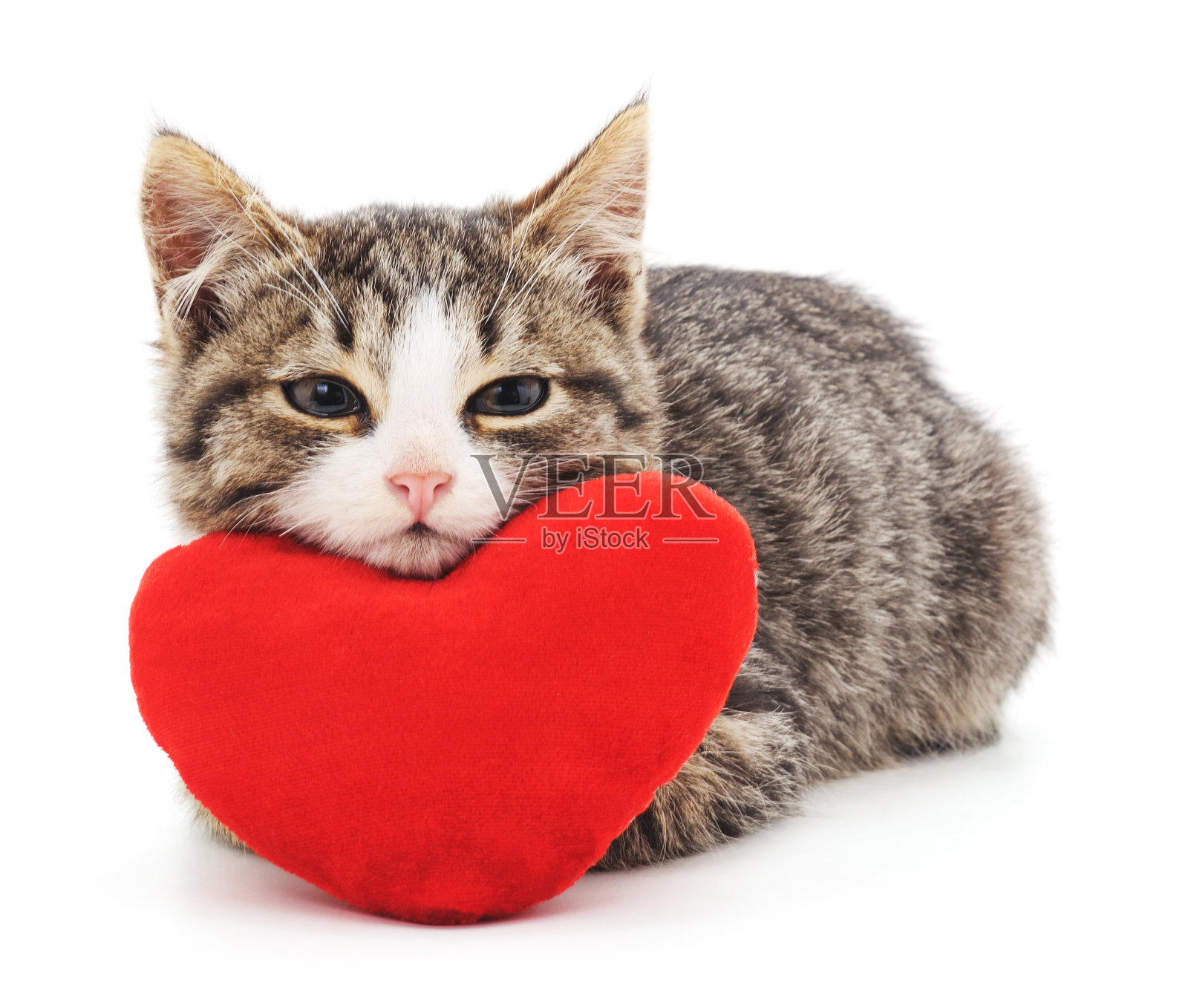 灰色的小猫和红色的心。照片摄影图片