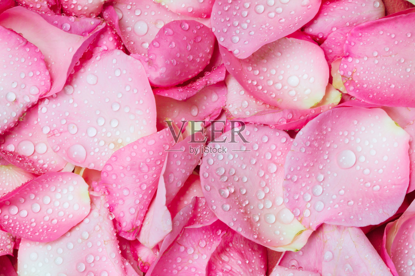 鲜嫩的粉红玫瑰花瓣背景与水滴照片摄影图片