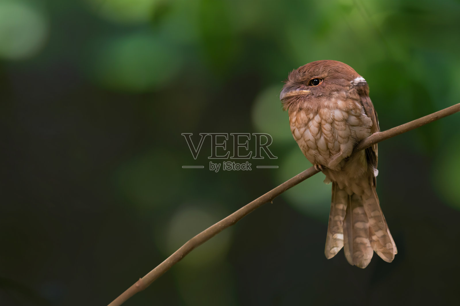热带潮湿低地森林中的神秘鸟类。
保护现状，Gouldâ的蛙嘴(Batrachostomus stellatus)栖息在白天嗜睡，泰国南部照片摄影图片