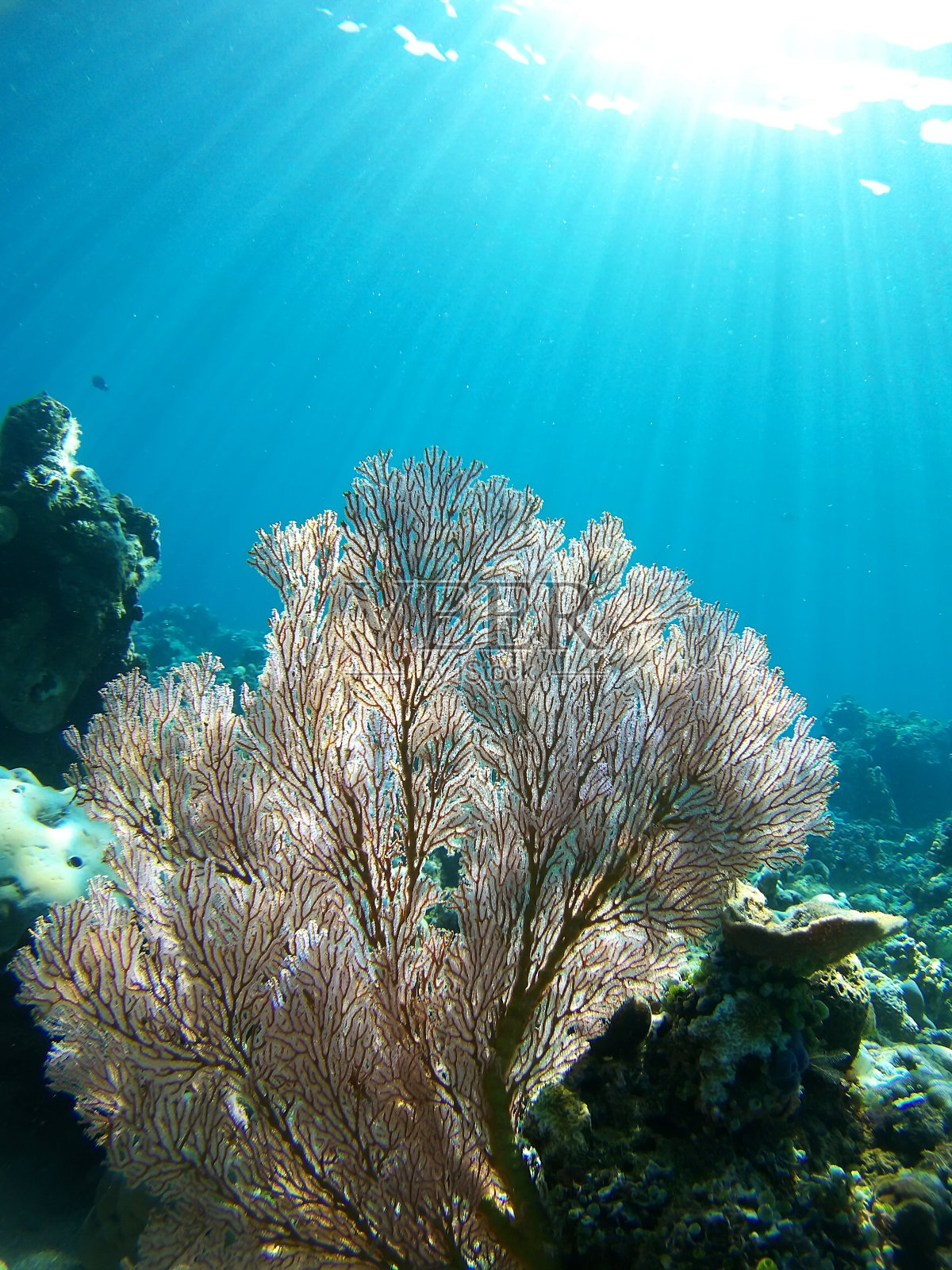 珊瑚花园照片摄影图片
