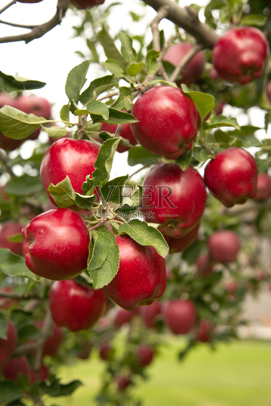 美味可口的红苹果。照片摄影图片