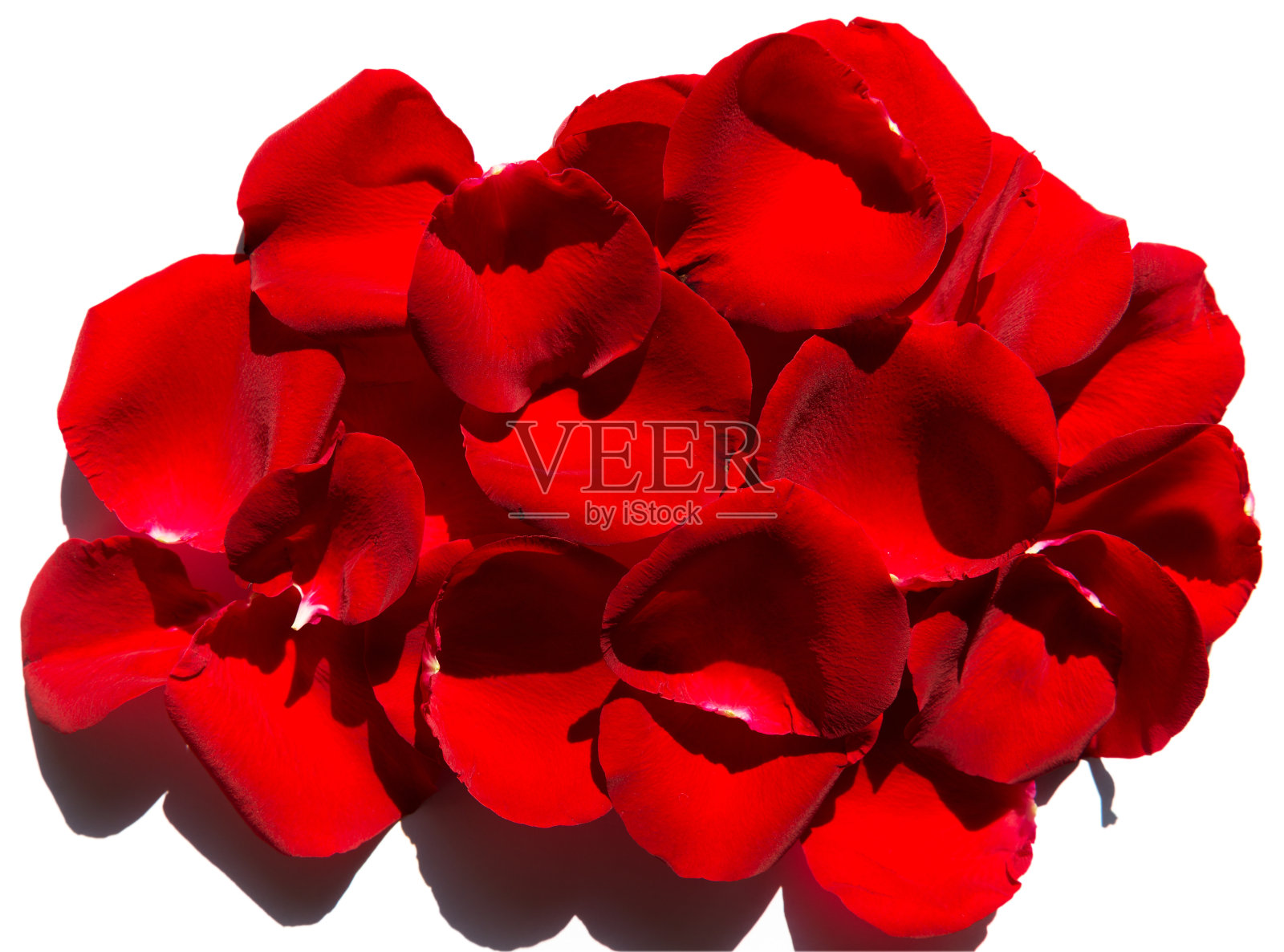 白色背景上的红玫瑰花瓣照片摄影图片