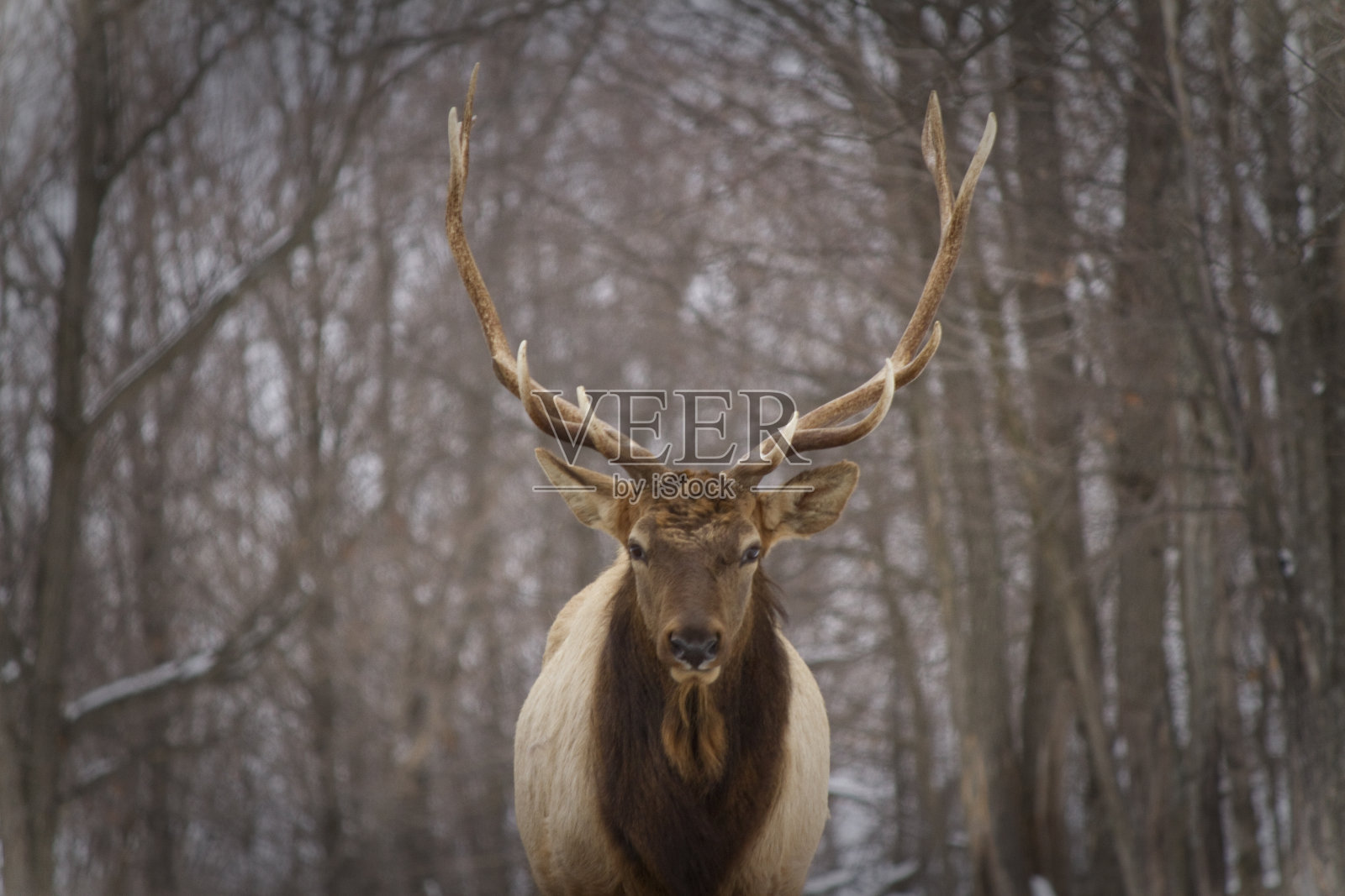 冬季加拿大鹿的肖像照片摄影图片