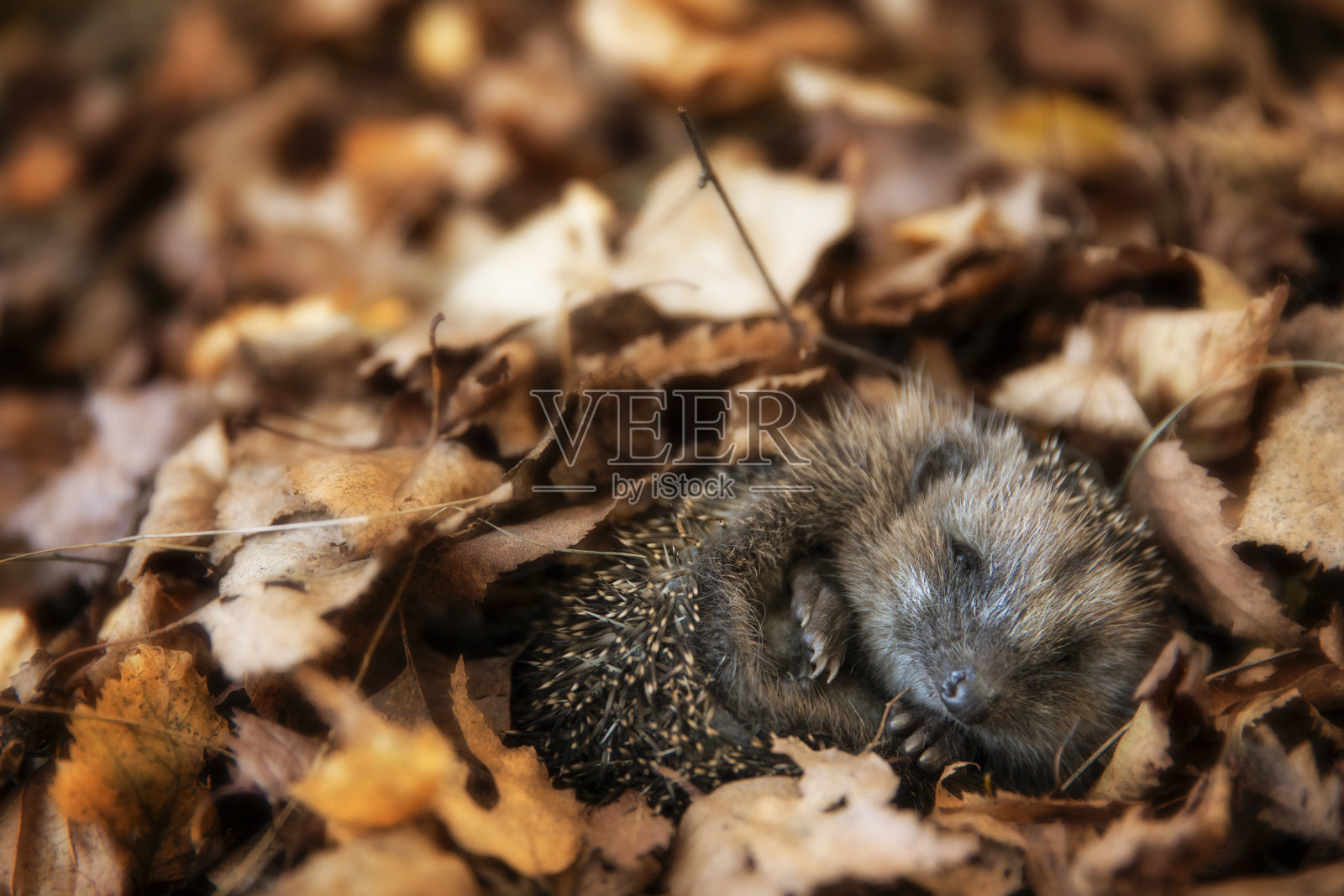 小刺猬在秋叶中睡觉照片摄影图片