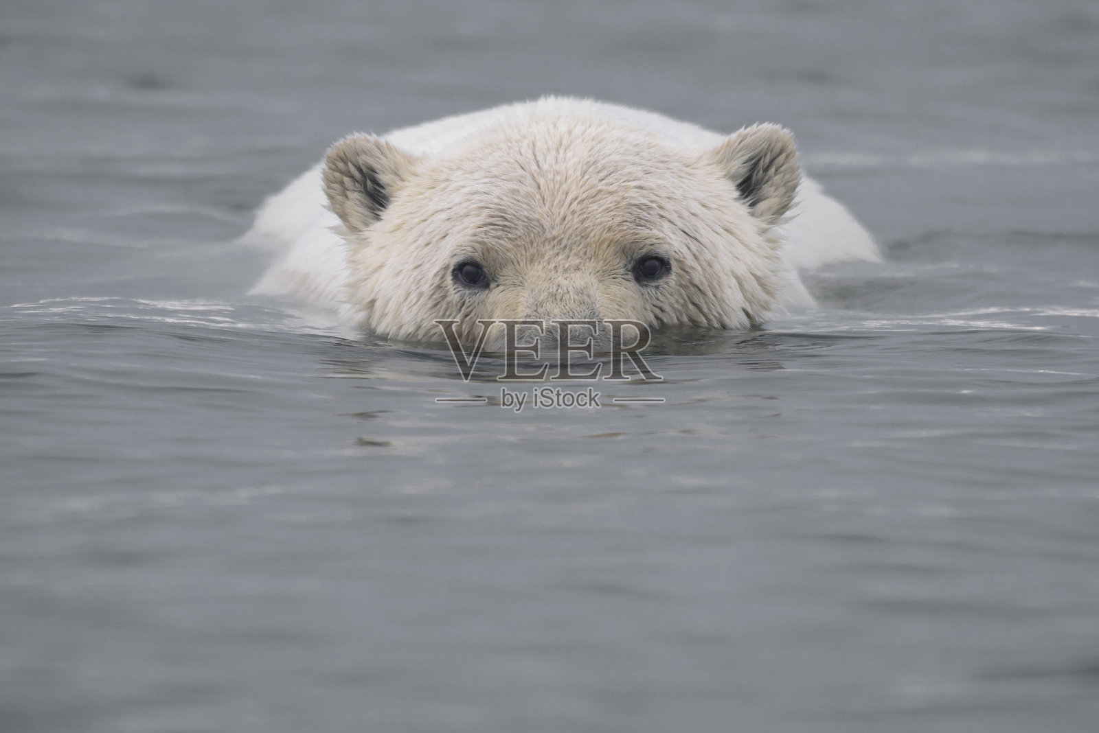 北极熊头出水面在北冰洋游泳照片摄影图片