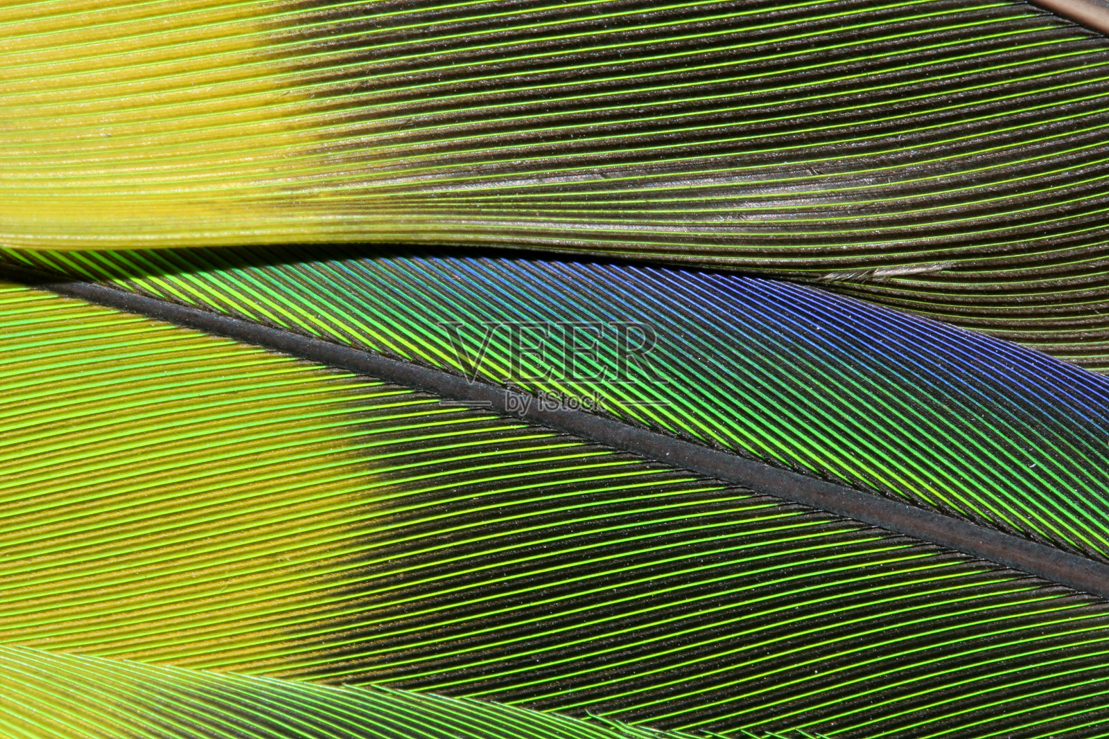 黄色，蓝色和绿色鹦鹉羽毛照片摄影图片