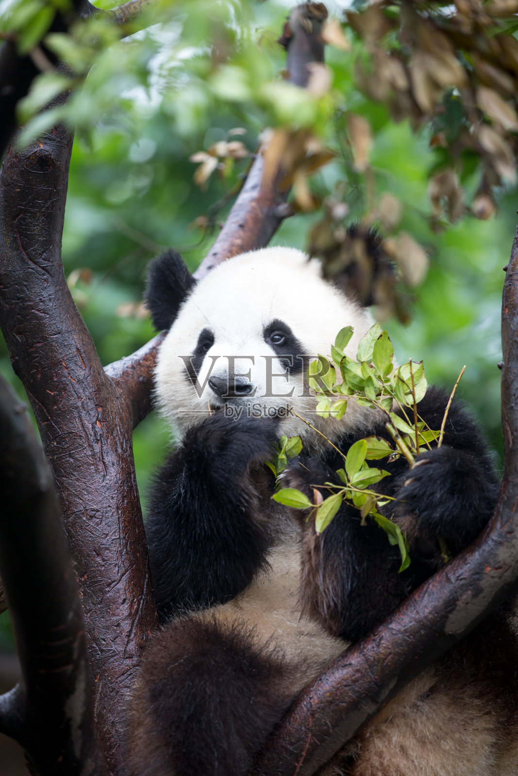 大熊猫吃桉树照片摄影图片