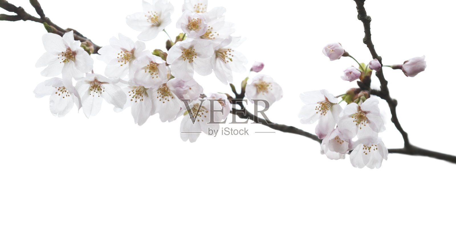白色的樱花照片摄影图片
