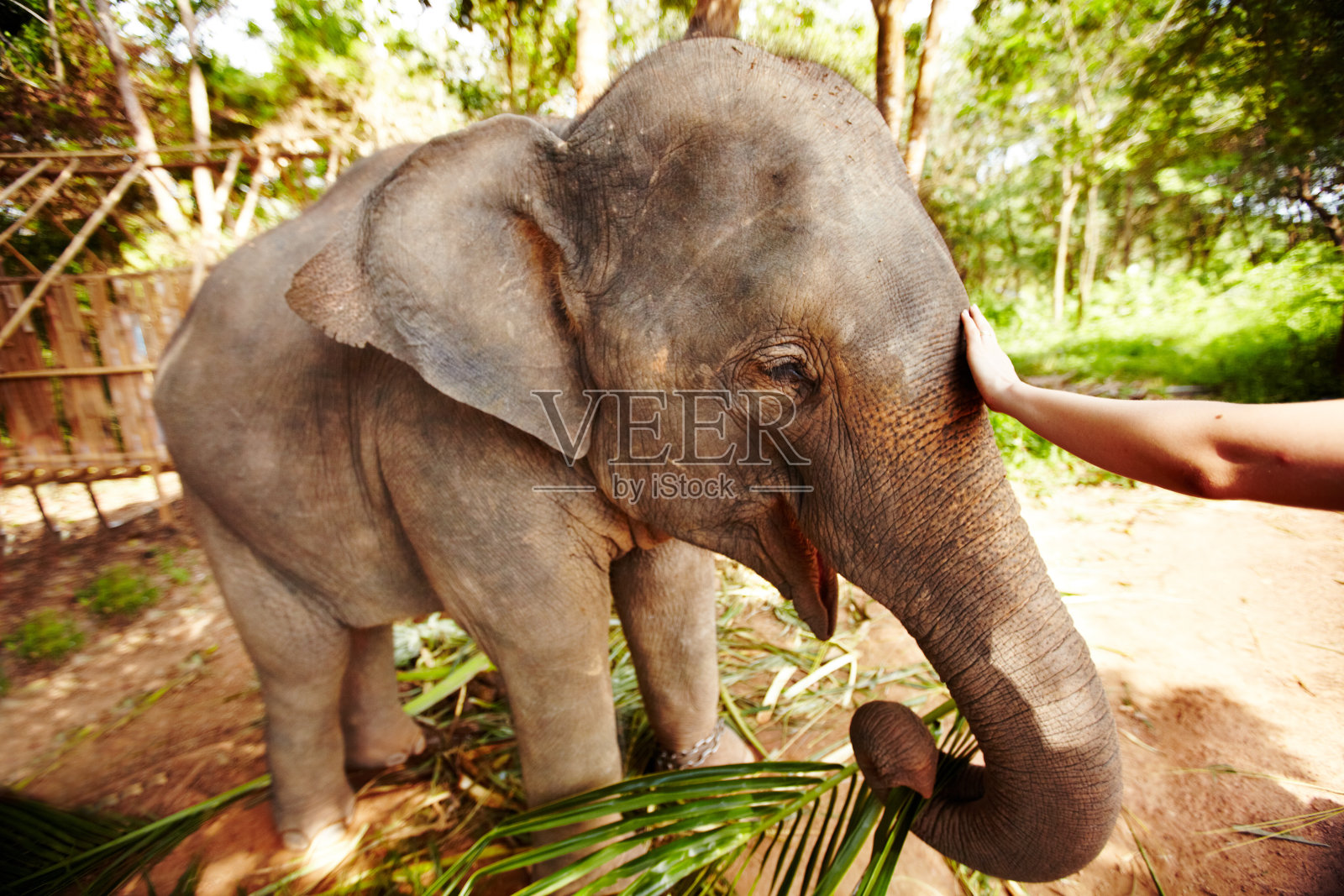 Elephas格言指数照片摄影图片