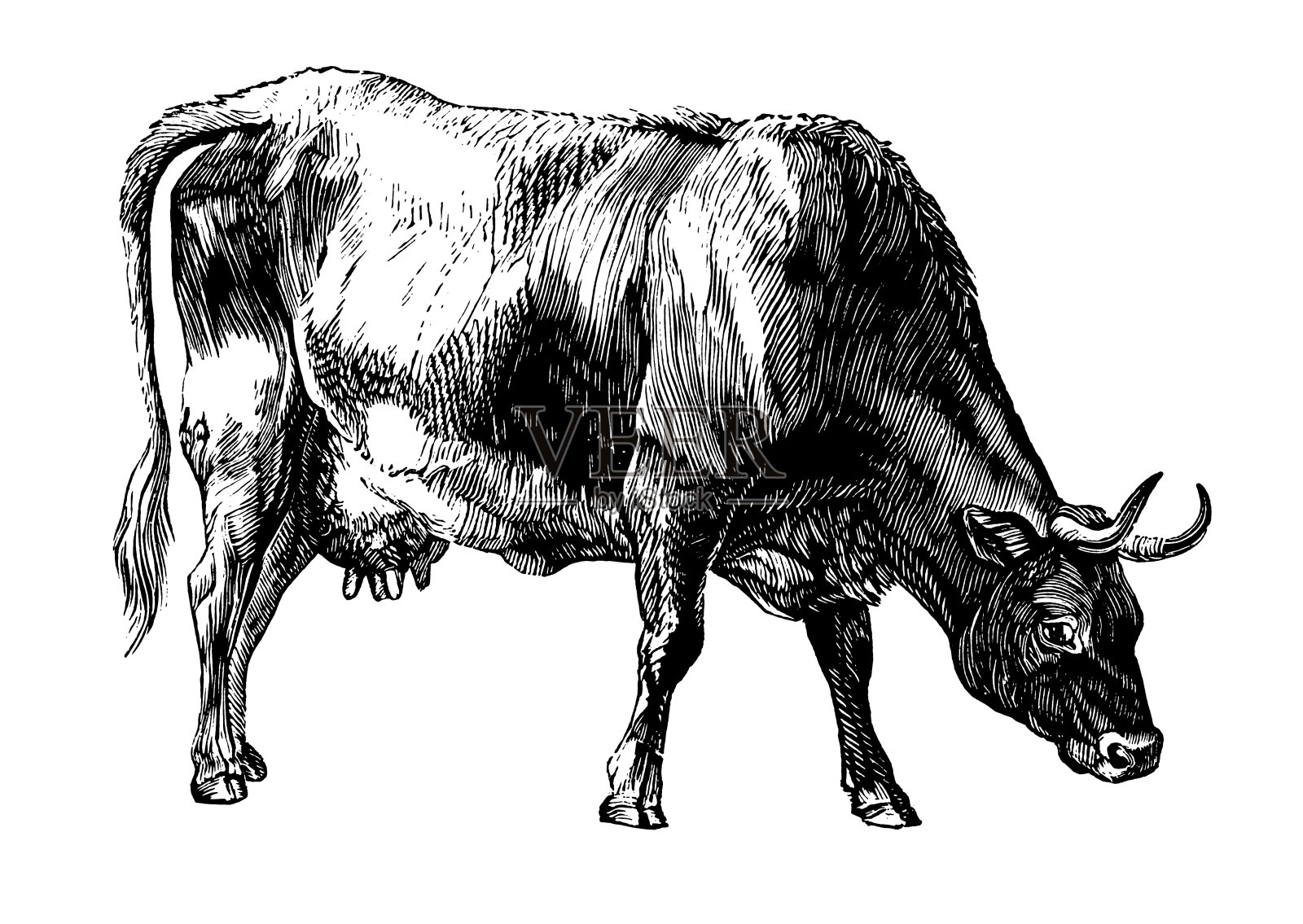 牛|古董动物插图插画图片素材