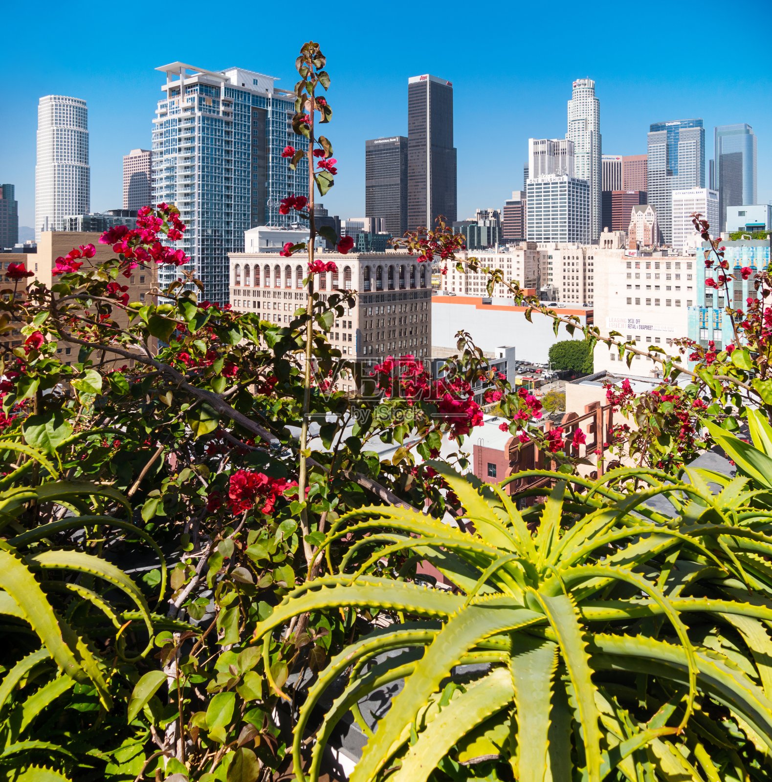 洛杉矶市区天际线屋顶花园鲜花照片摄影图片